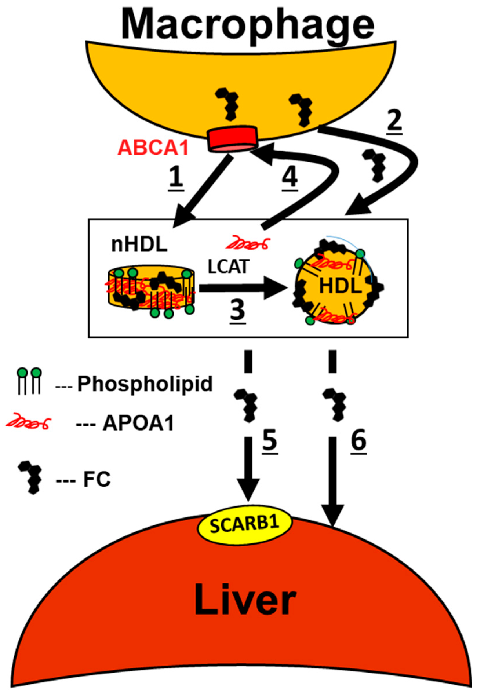 Alcohol and Cholesterol: What's the Relationship?