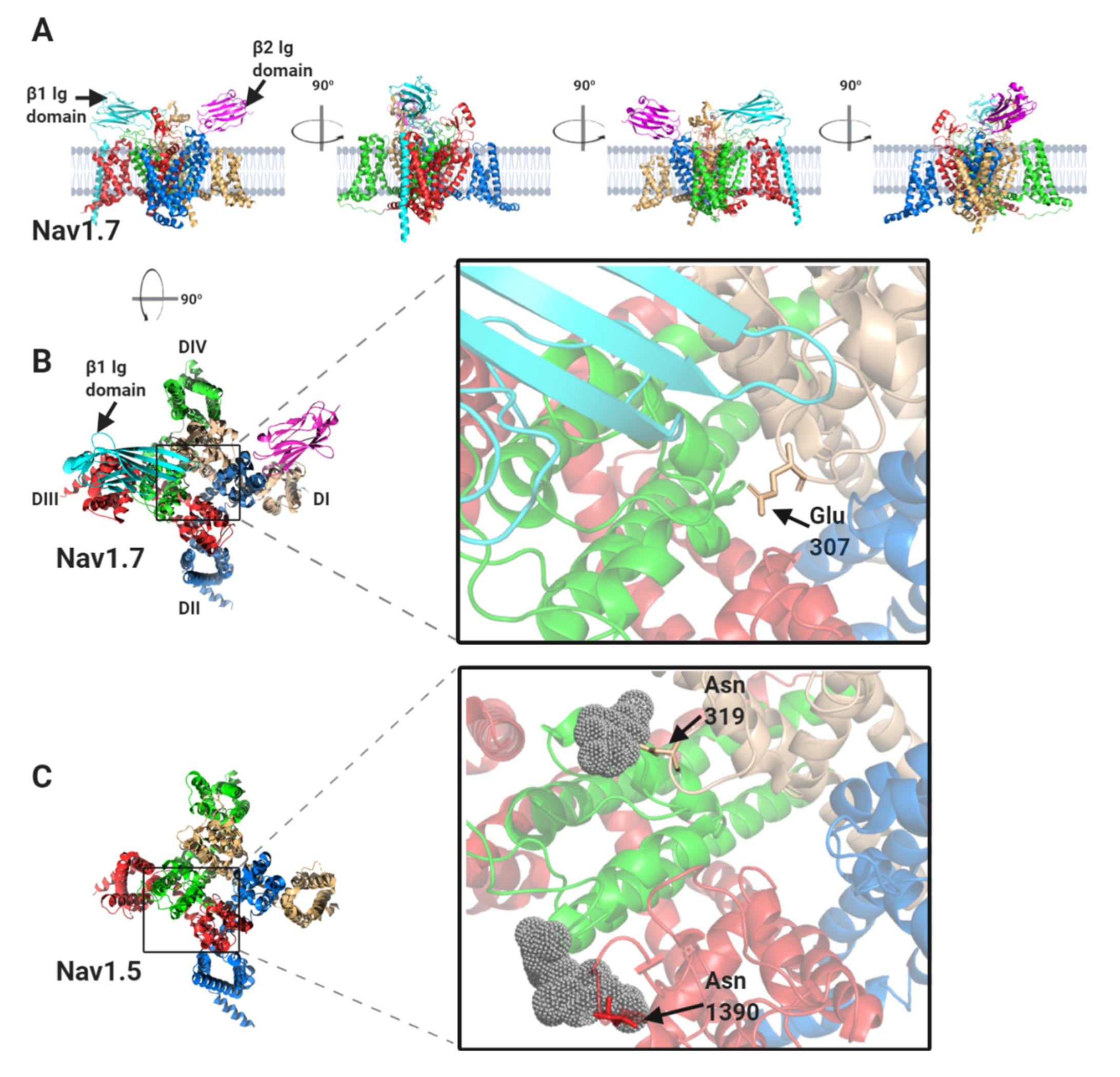 Biomolecules 10 00989 g004a Biomolecules 10 00989 g004a