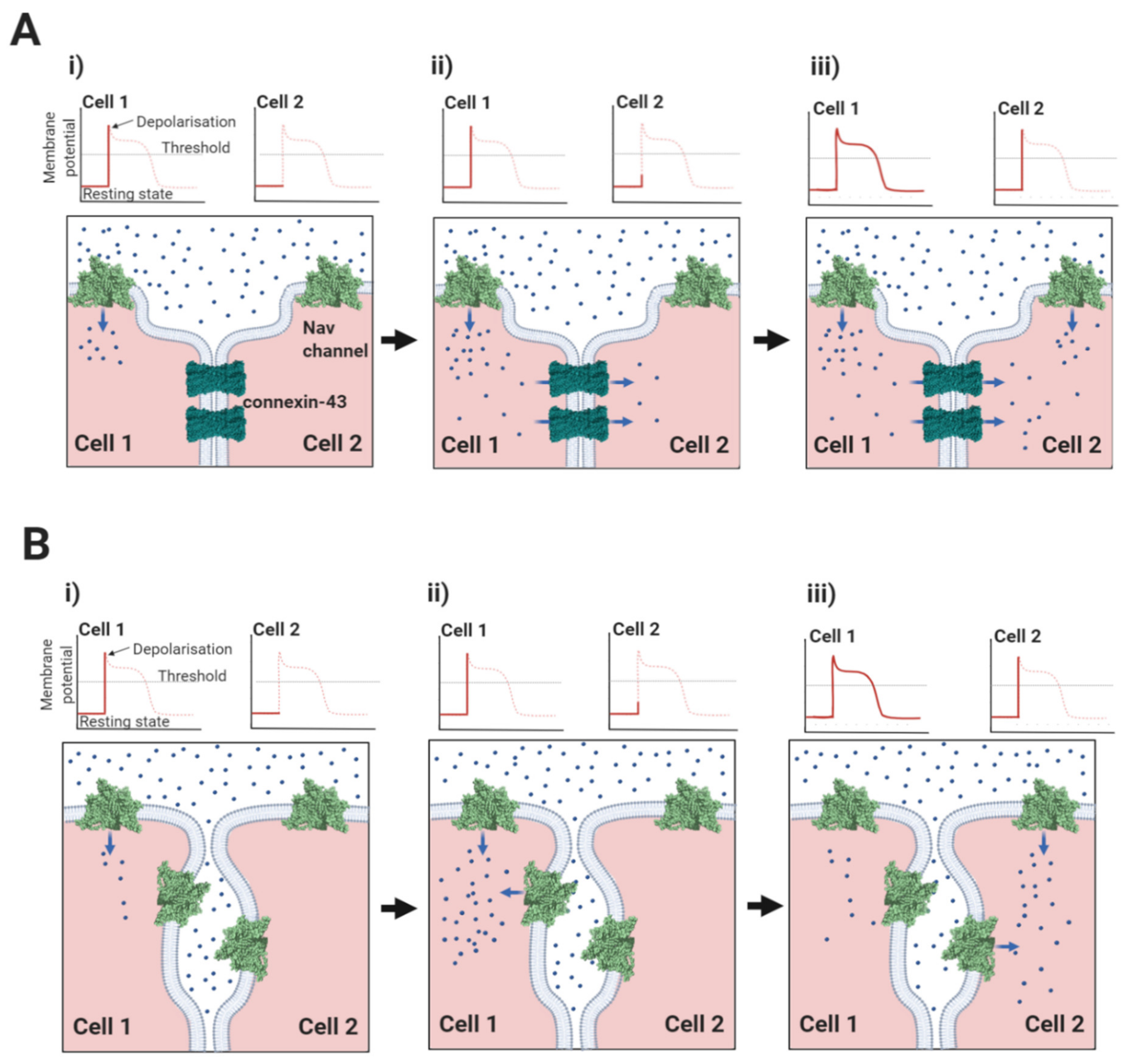 Biomolecules 10 00989 g005 Biomolecules 10 00989 g005