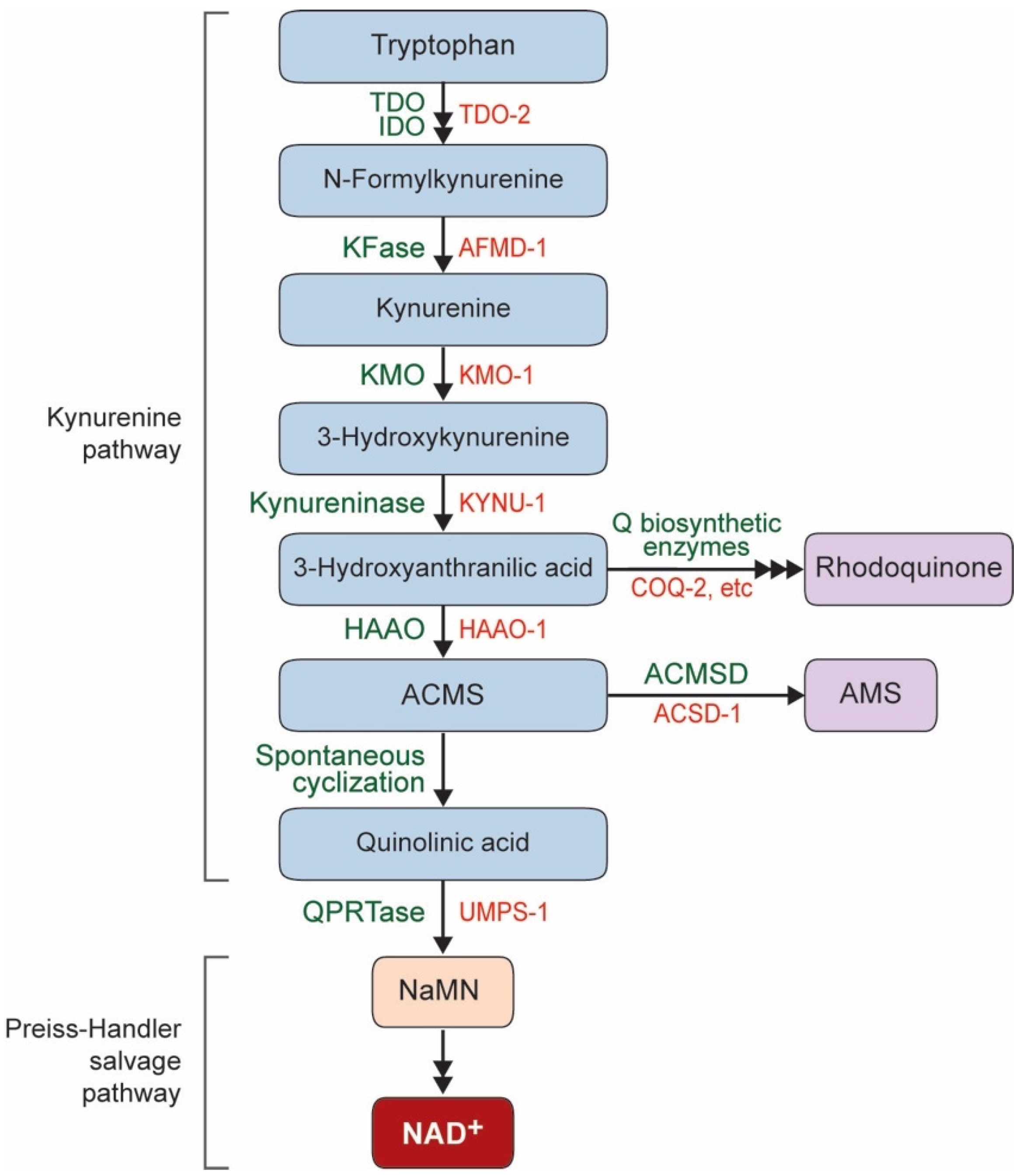 Biomolecules 10 00993 g001