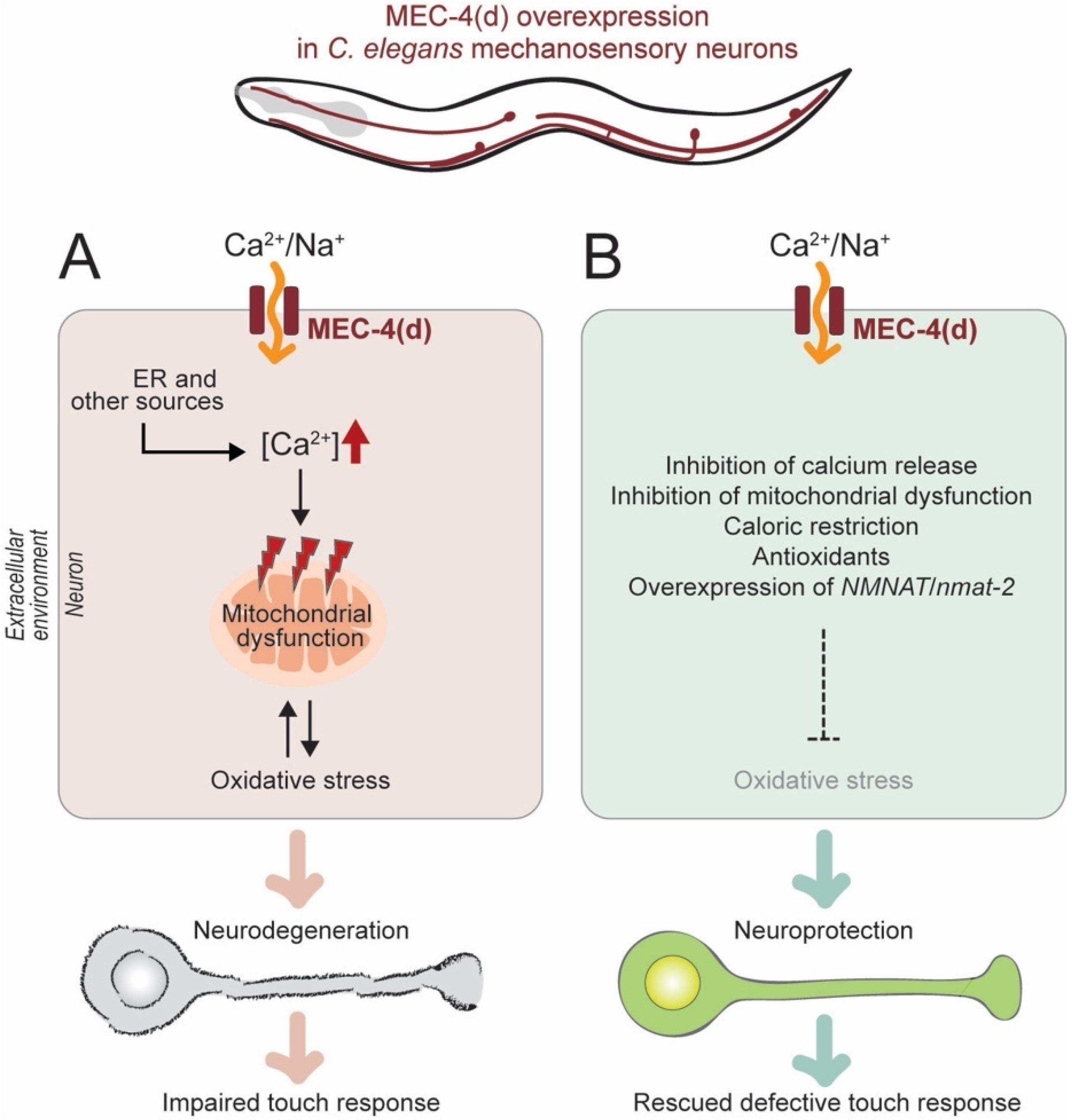 Biomolecules 10 00993 g004