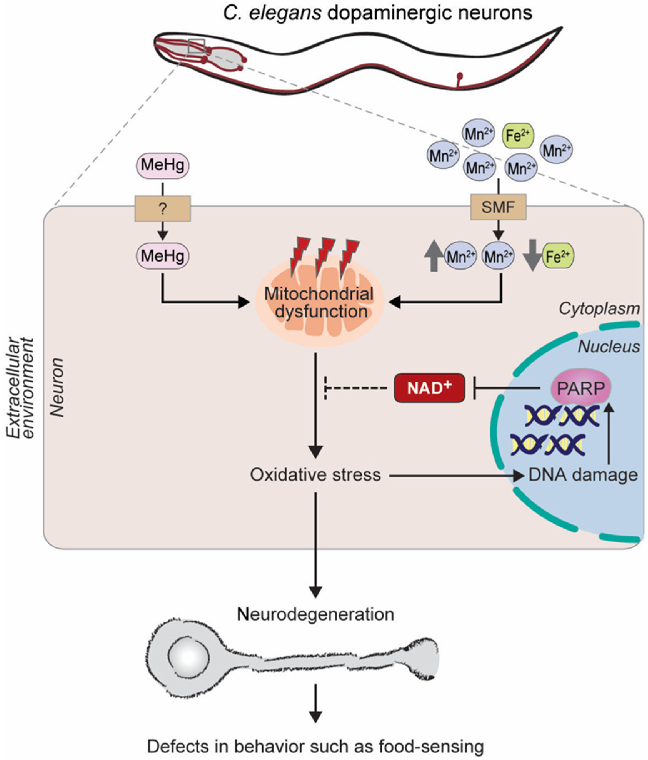 Biomolecules 10 00993 g005