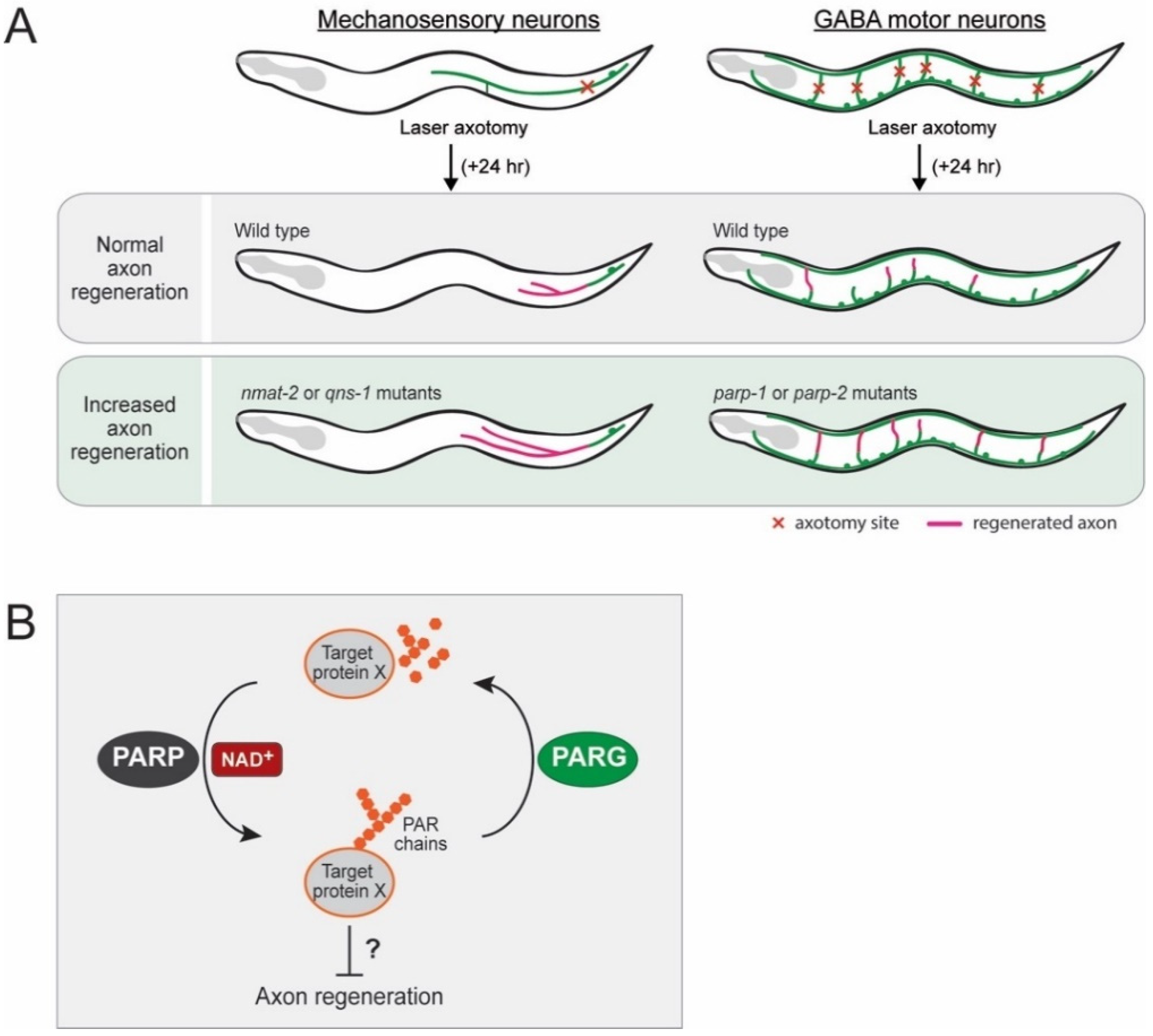 Biomolecules 10 00993 g006