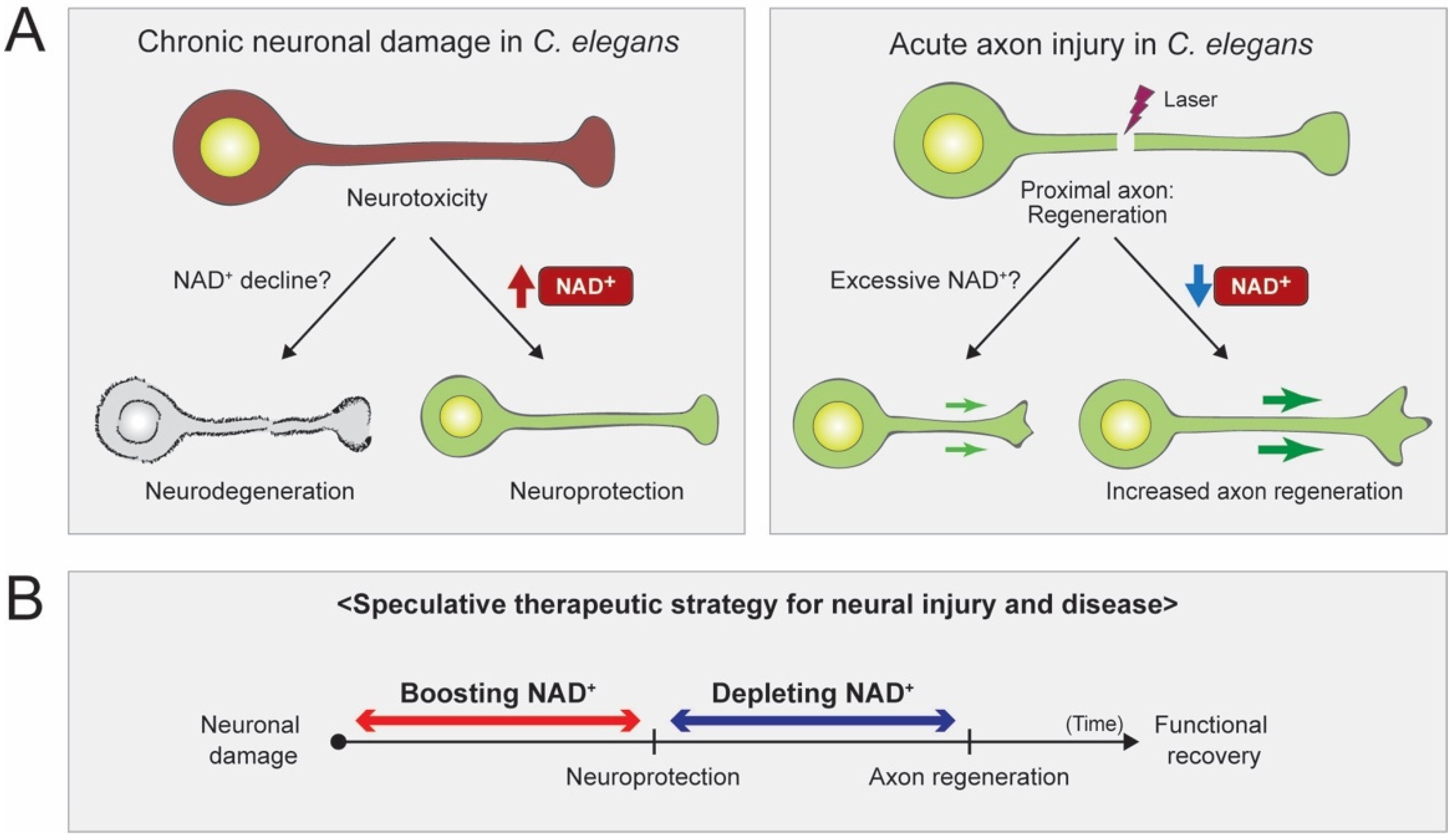 Biomolecules 10 00993 g007