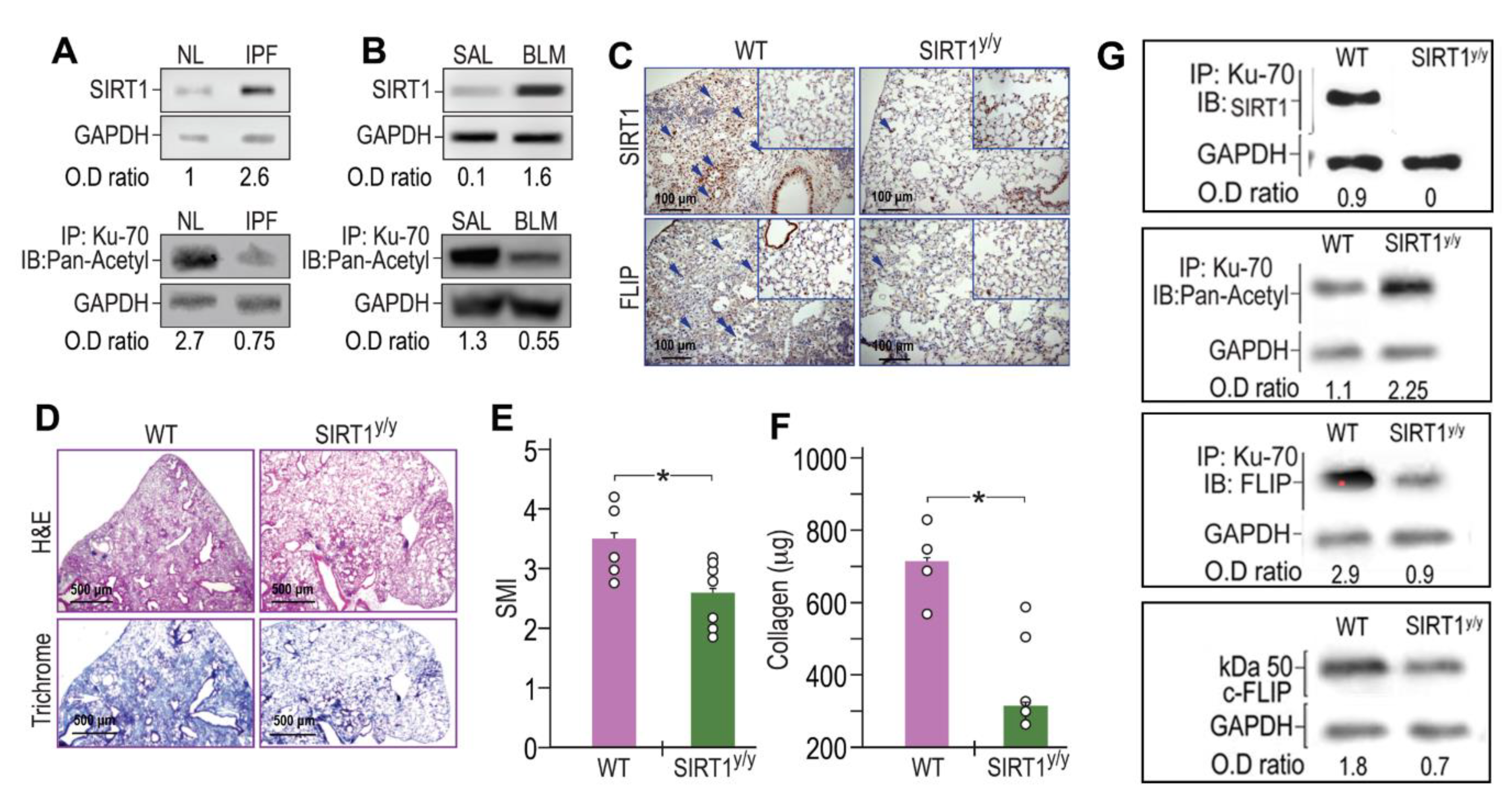 Biomolecules 10 00996 g003 Biomolecules 10 00996 g003