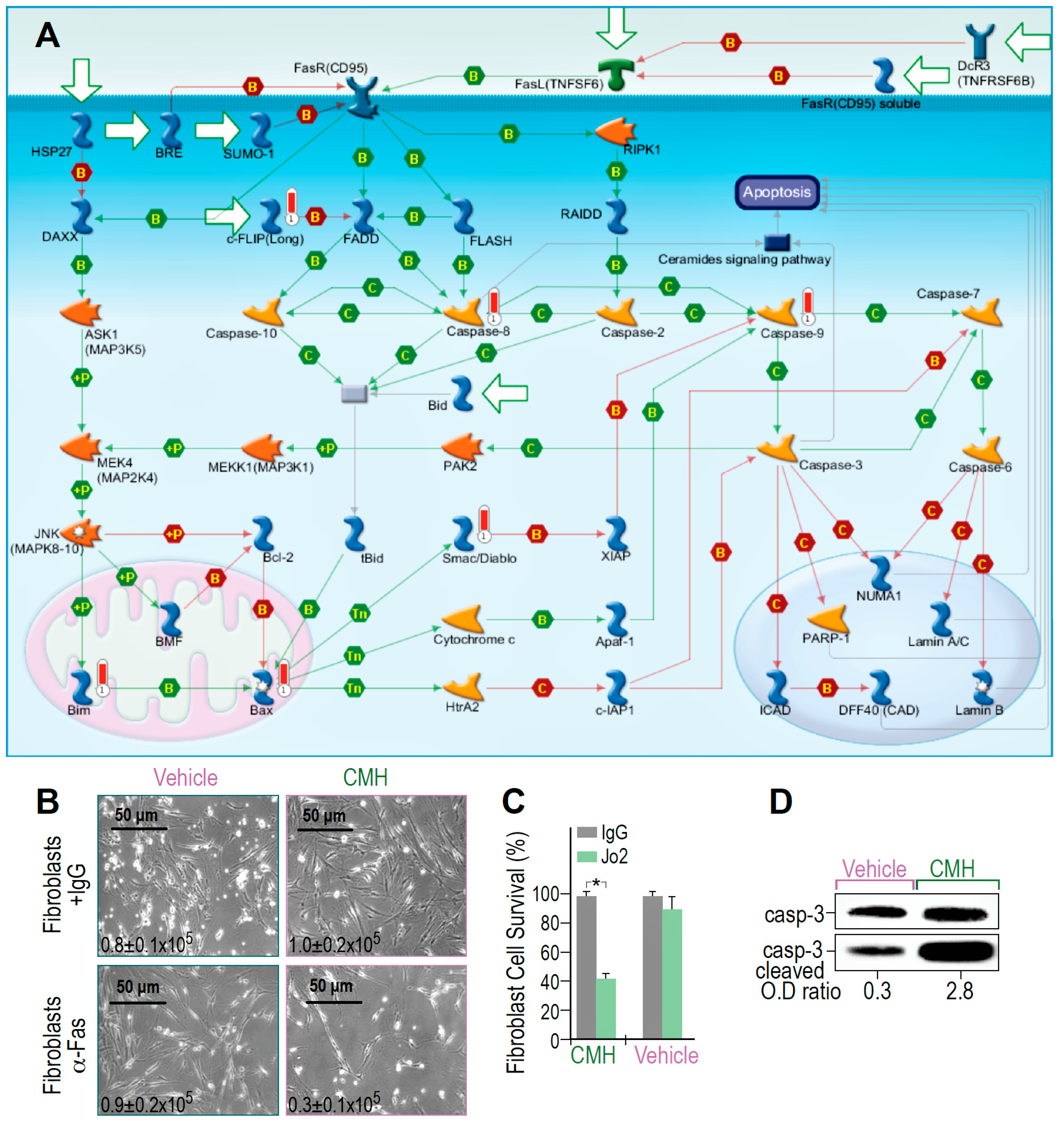 Biomolecules 10 00997 g003