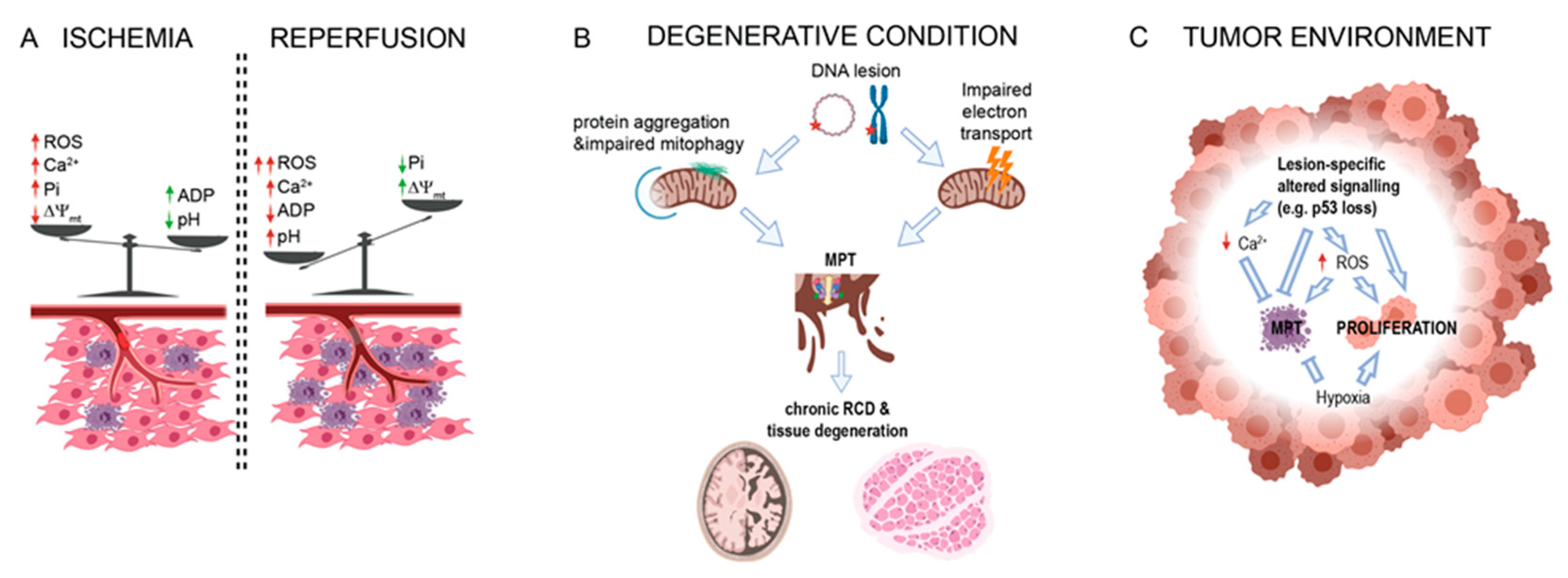 Biomolecules 10 00998 g002 Biomolecules 10 00998 g002