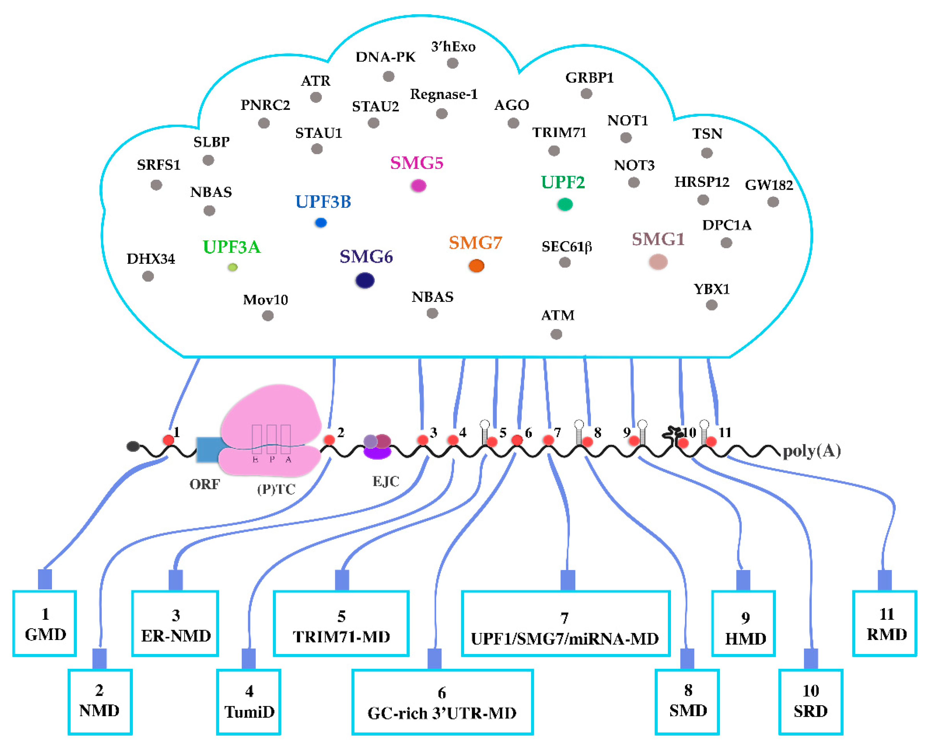 Biomolecules 10 00999 g003 Biomolecules 10 00999 g003