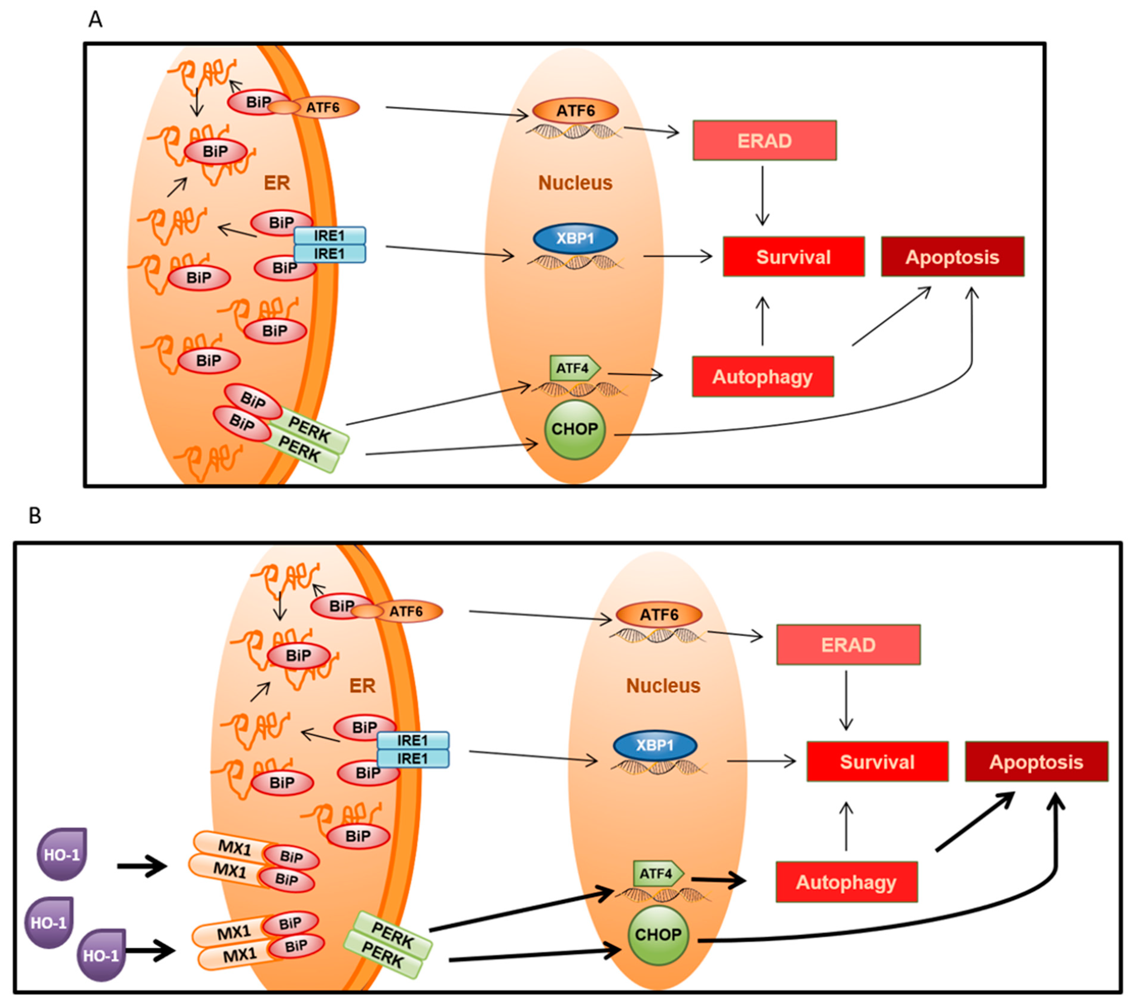 Biomolecules 10 01005 g006
