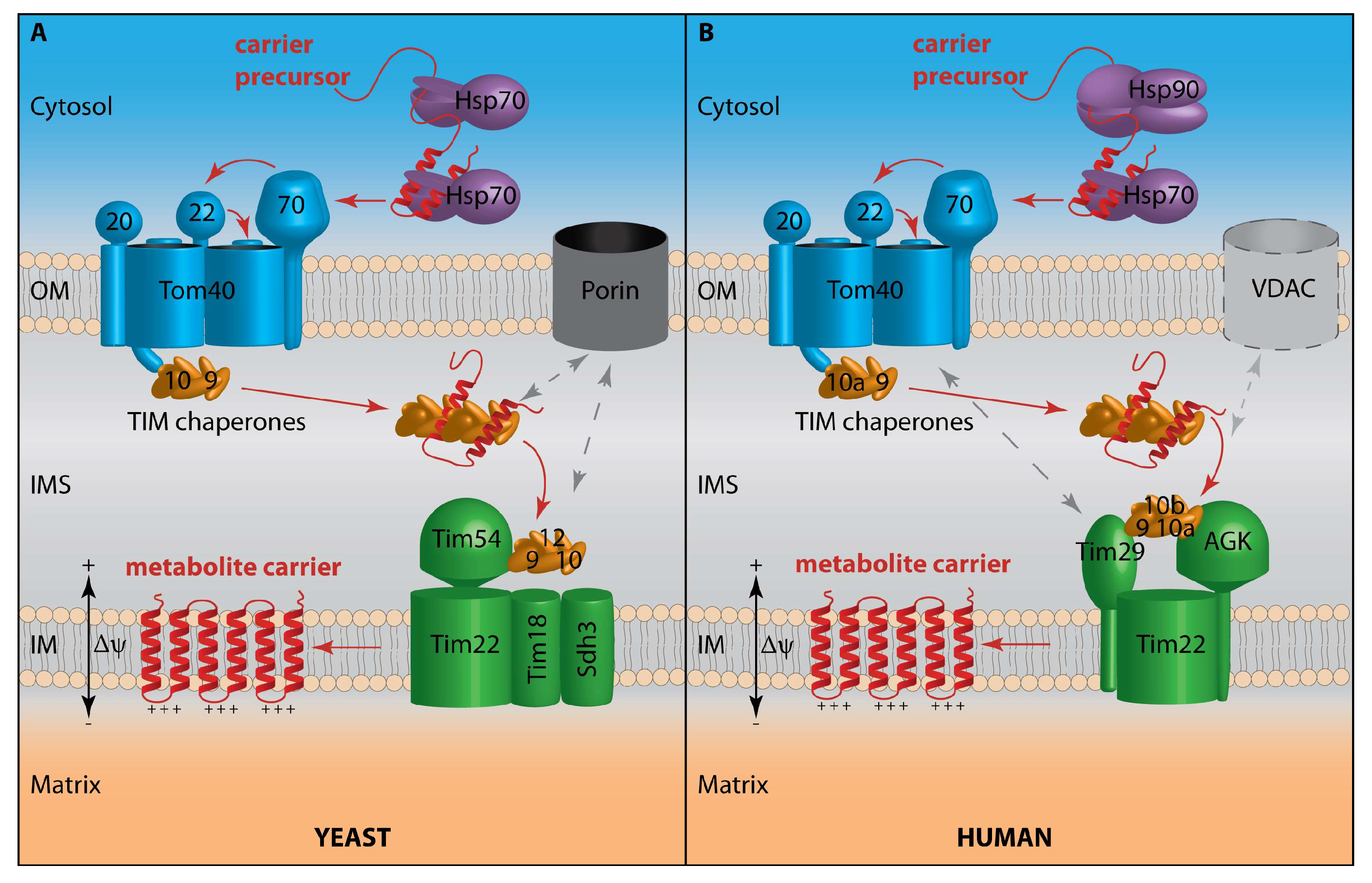Biomolecules 10 01008 g001