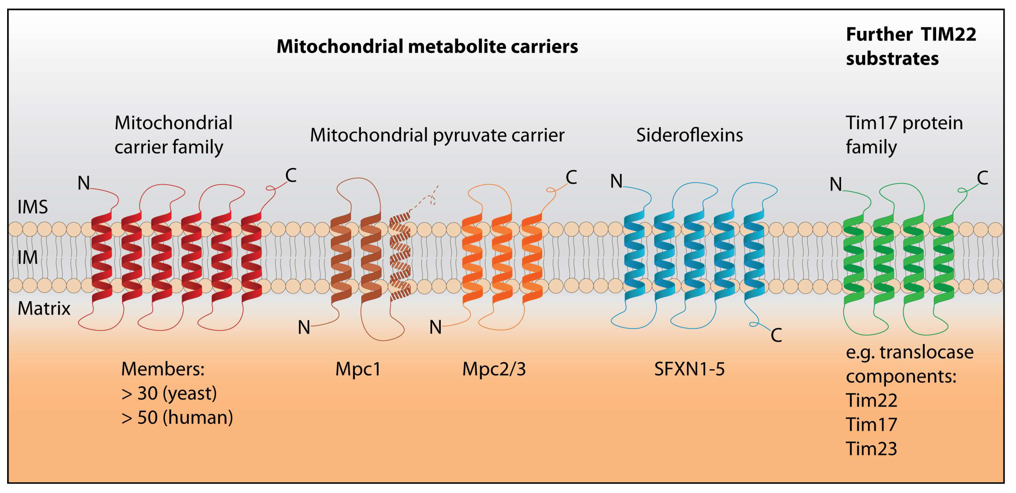 Biomolecules 10 01008 g002