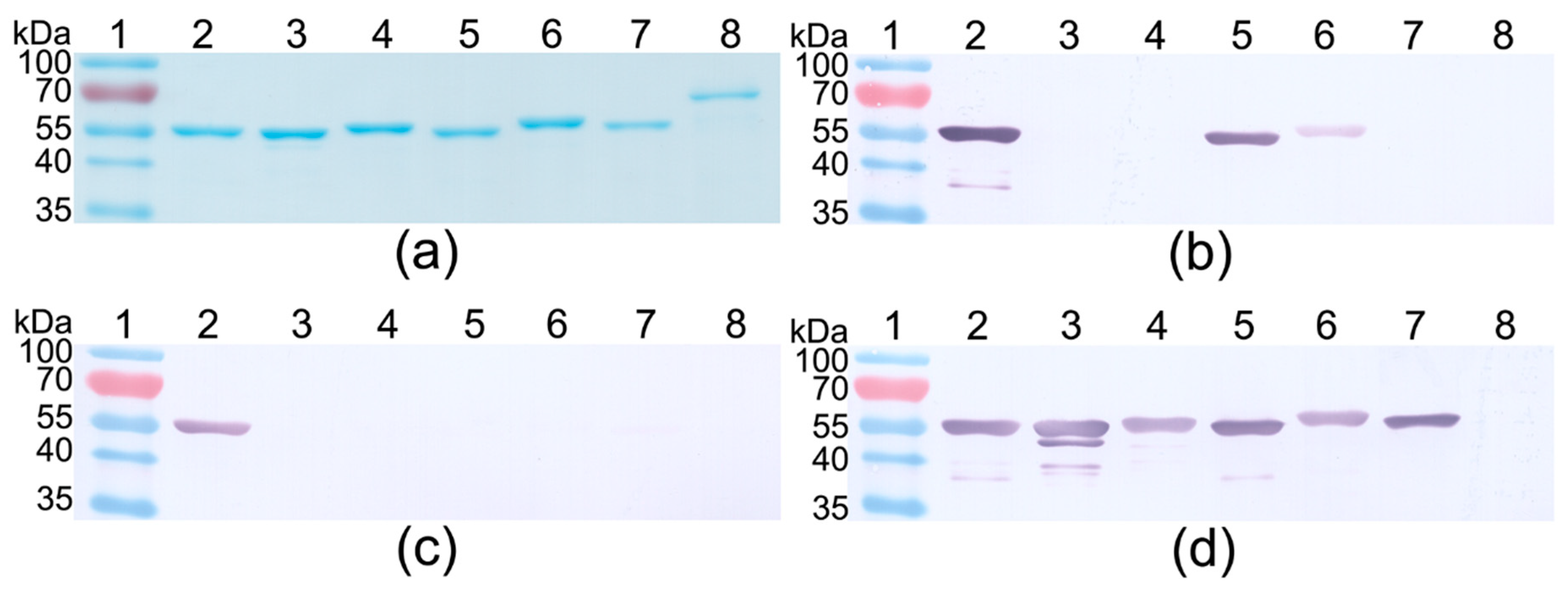 Biomolecules 10 01009 g001 Biomolecules 10 01009 g001
