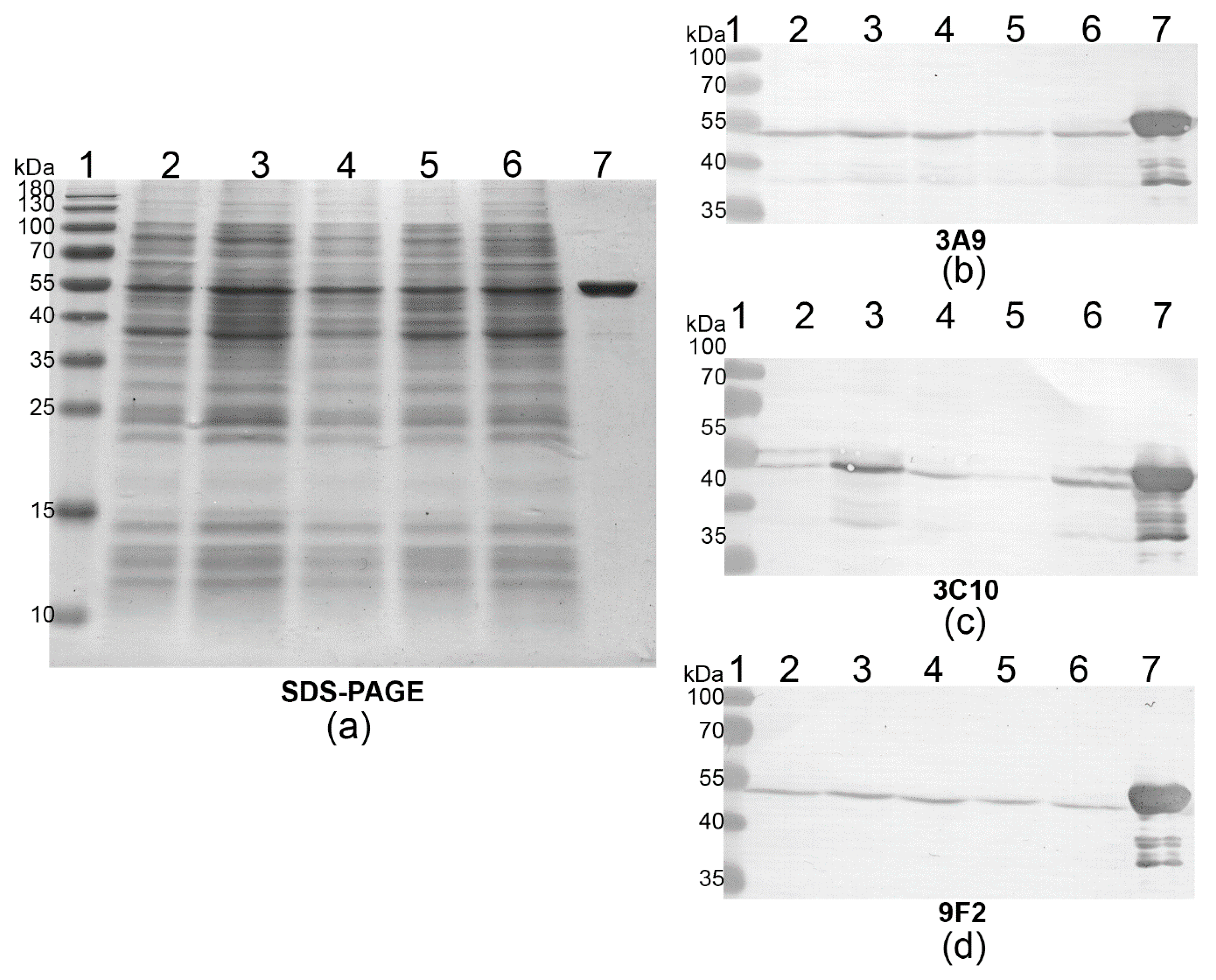 Biomolecules 10 01009 g002 Biomolecules 10 01009 g002