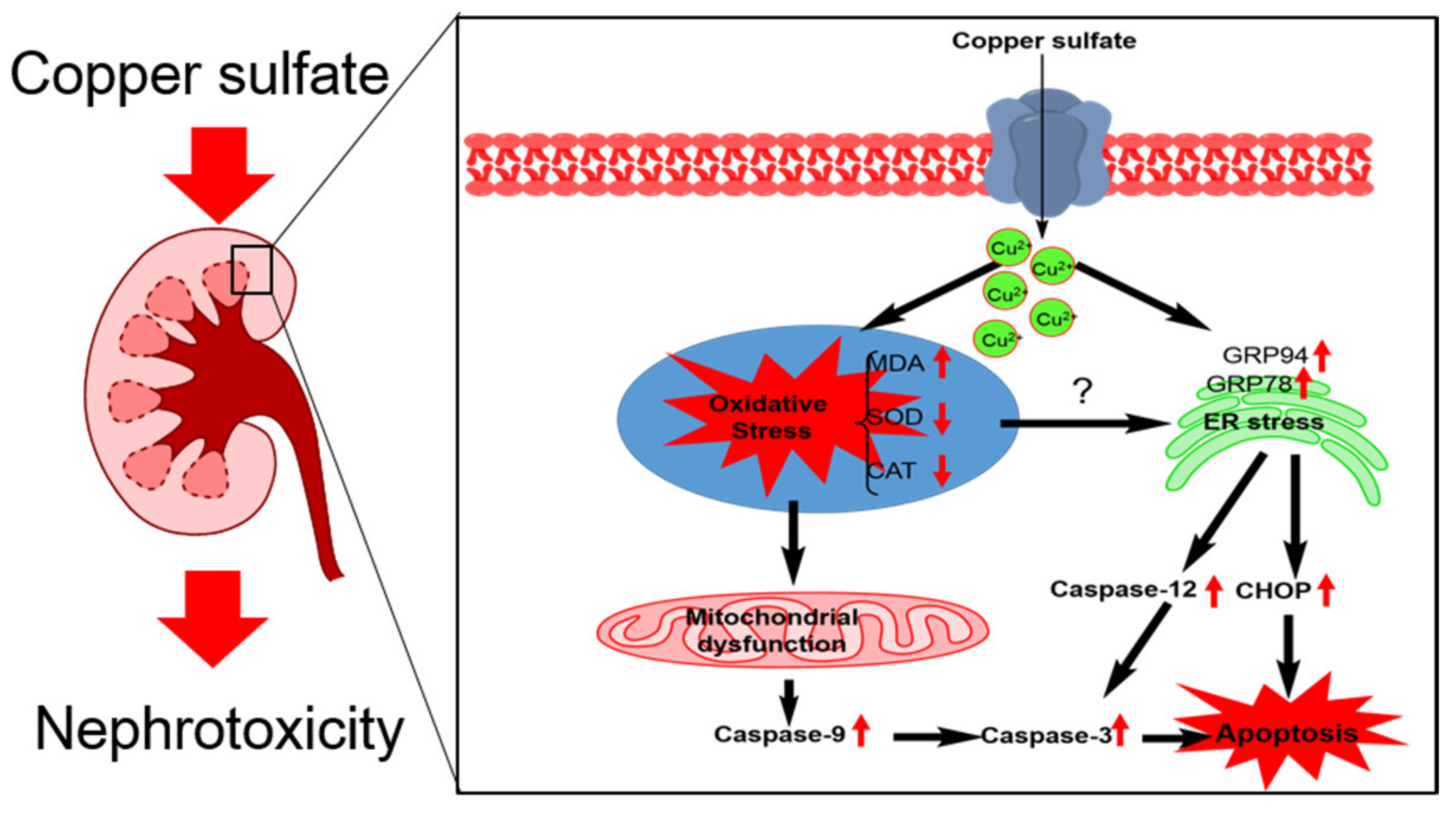 Biomolecules 10 01010 g009 Biomolecules 10 01010 g009