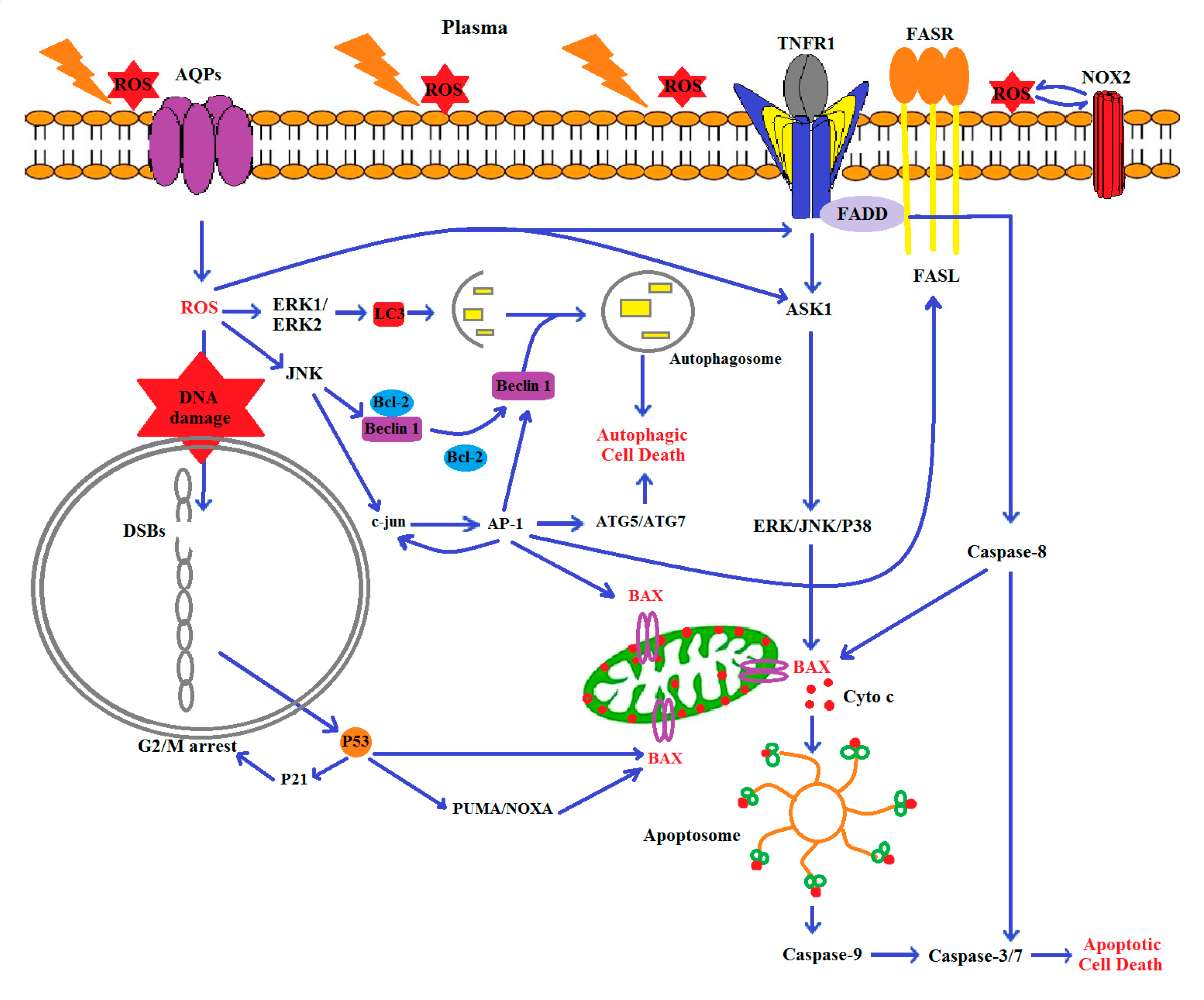 Biomolecules 10 01011 g009