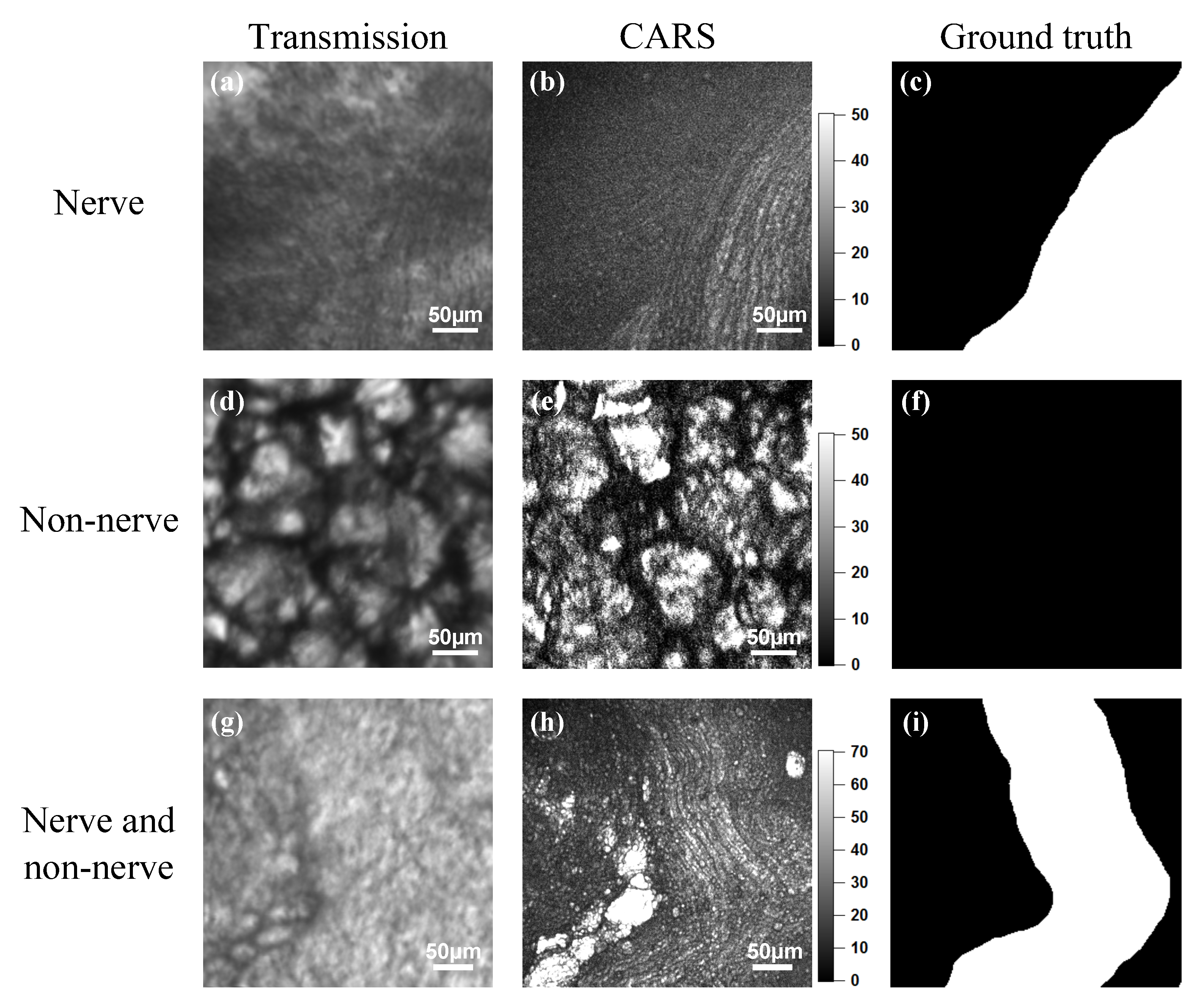Biomolecules 10 01012 g004