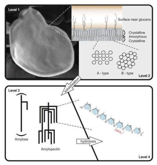 Biomolecules Free FullText Starch and Glycogen Analyses Methods