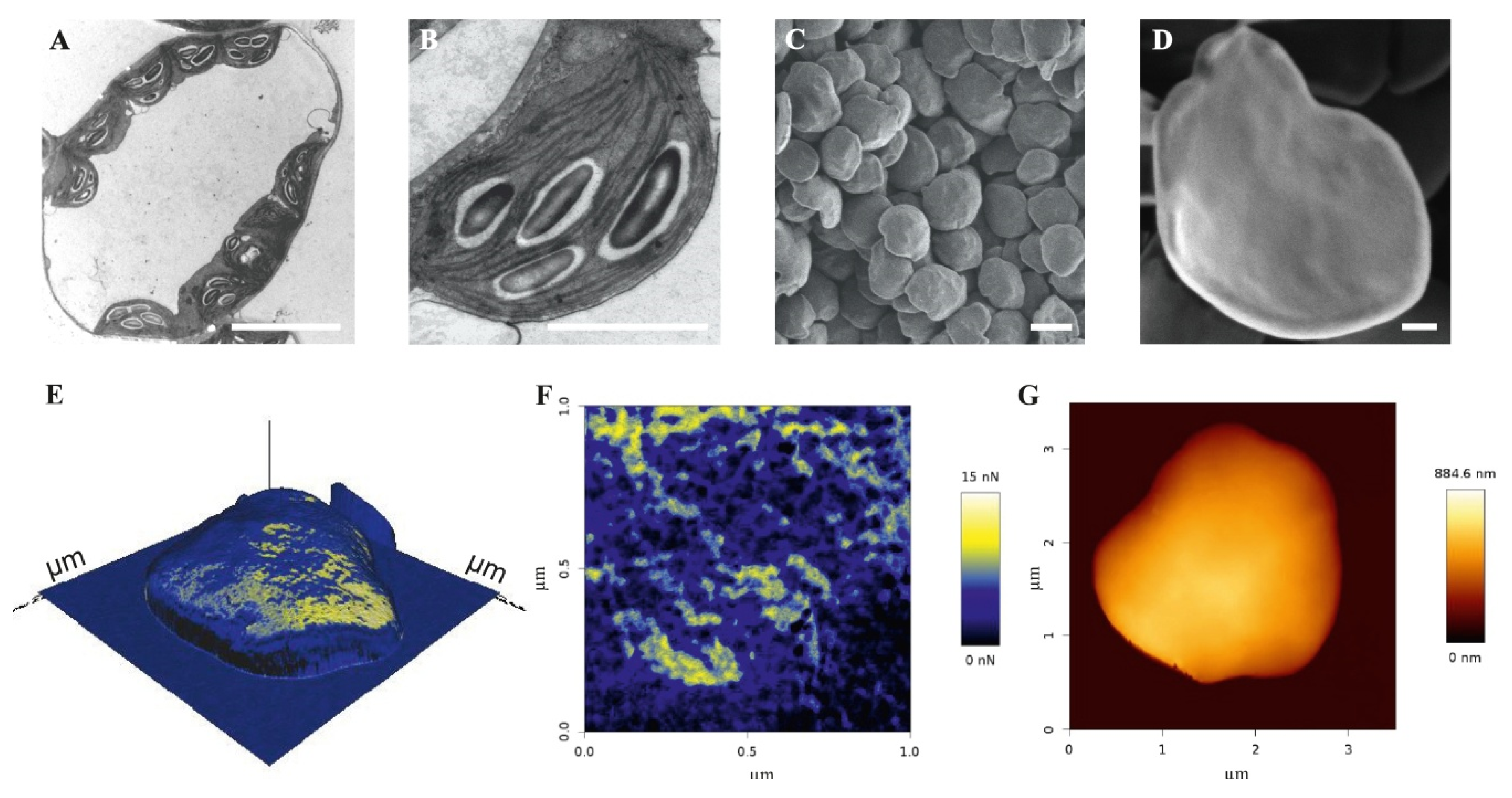 Biomolecules 10 01020 g002