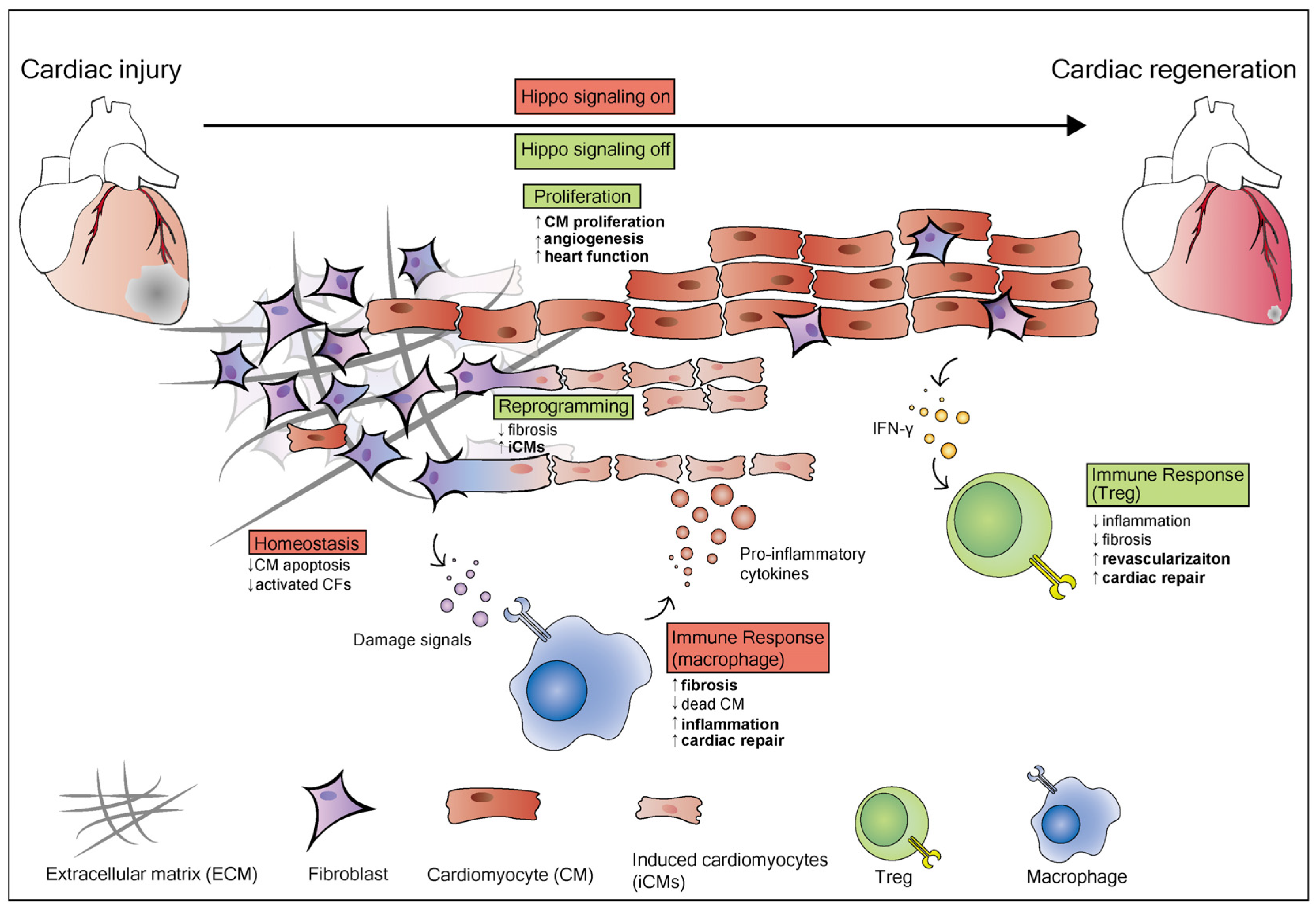 Biomolecules 10 01024 g002 Biomolecules 10 01024 g002