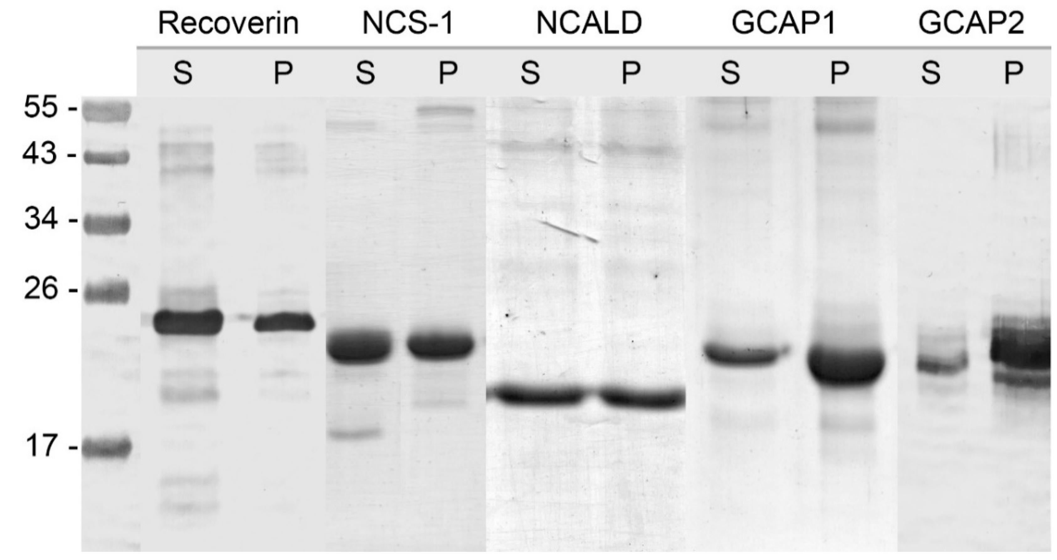 Biomolecules 10 01025 g001 Biomolecules 10 01025 g001
