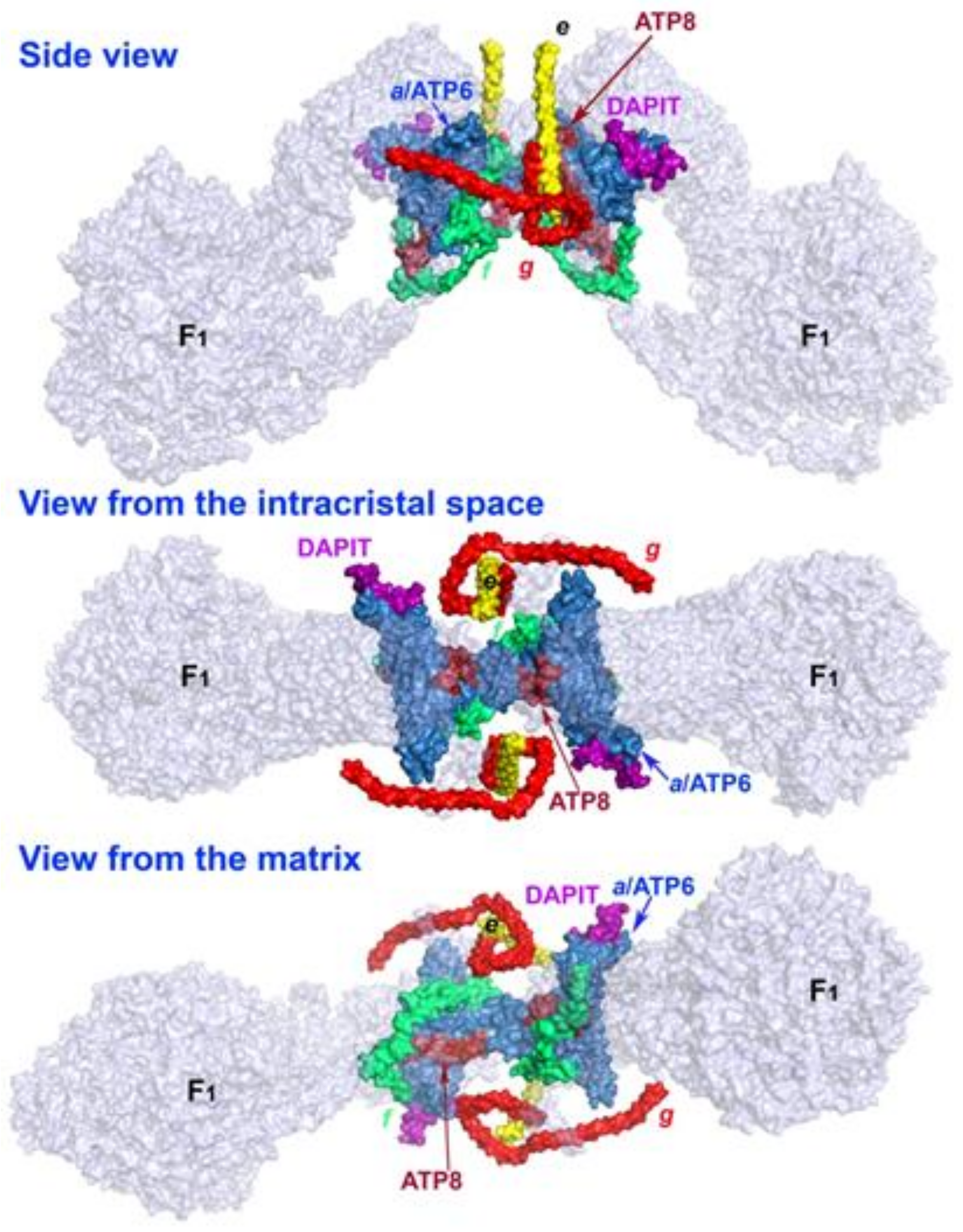 Biomolecules 10 01026 g001
