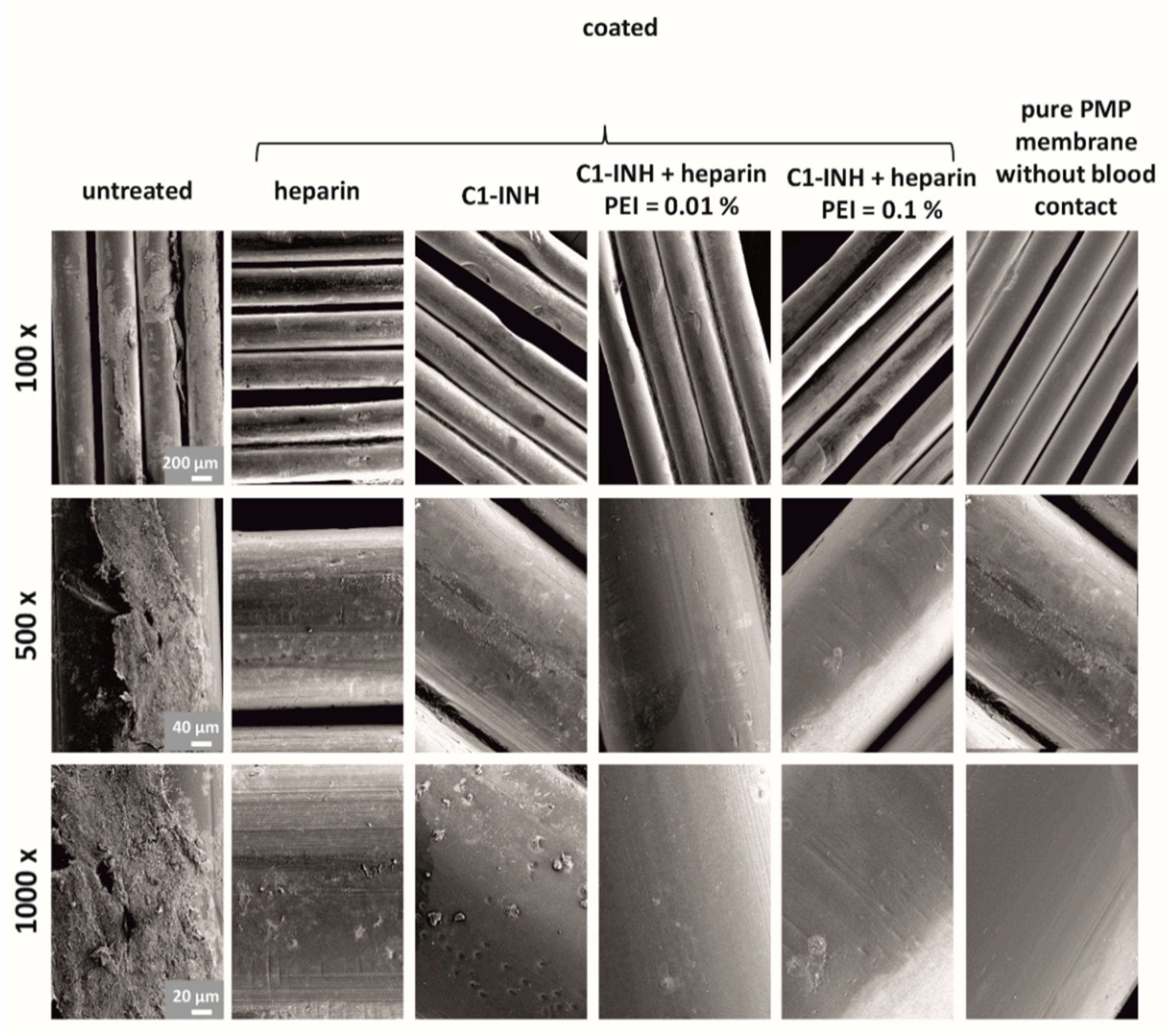 Biomolecules 10 01042 g007 Biomolecules 10 01042 g007
