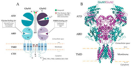 Biomolecules | Free Full-Text | Glutamate-Gated NMDA Receptors: Insights  into the Function and Signaling in the Kidney | HTML