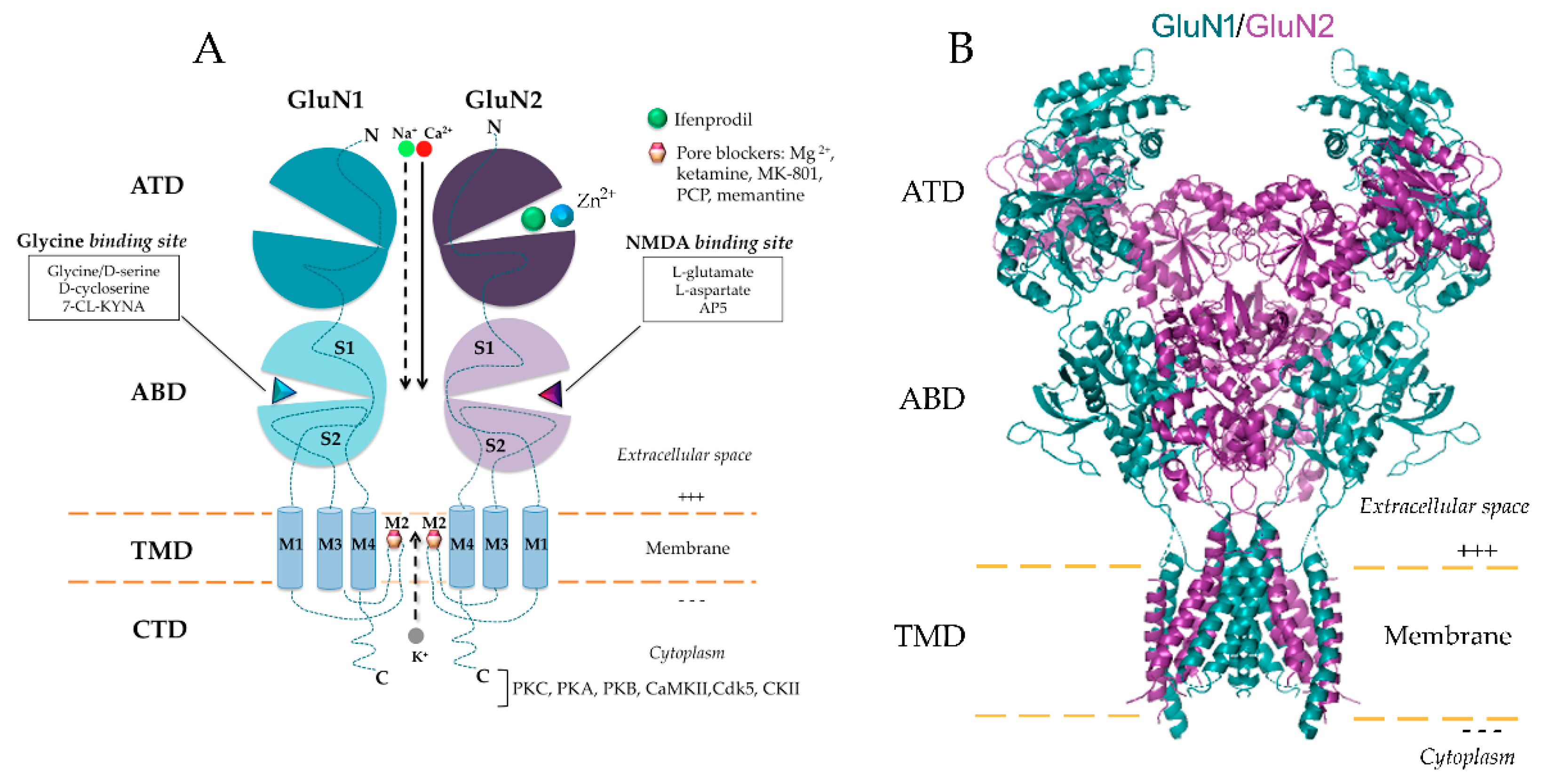 Glutamate-Gated NMDA Receptors 