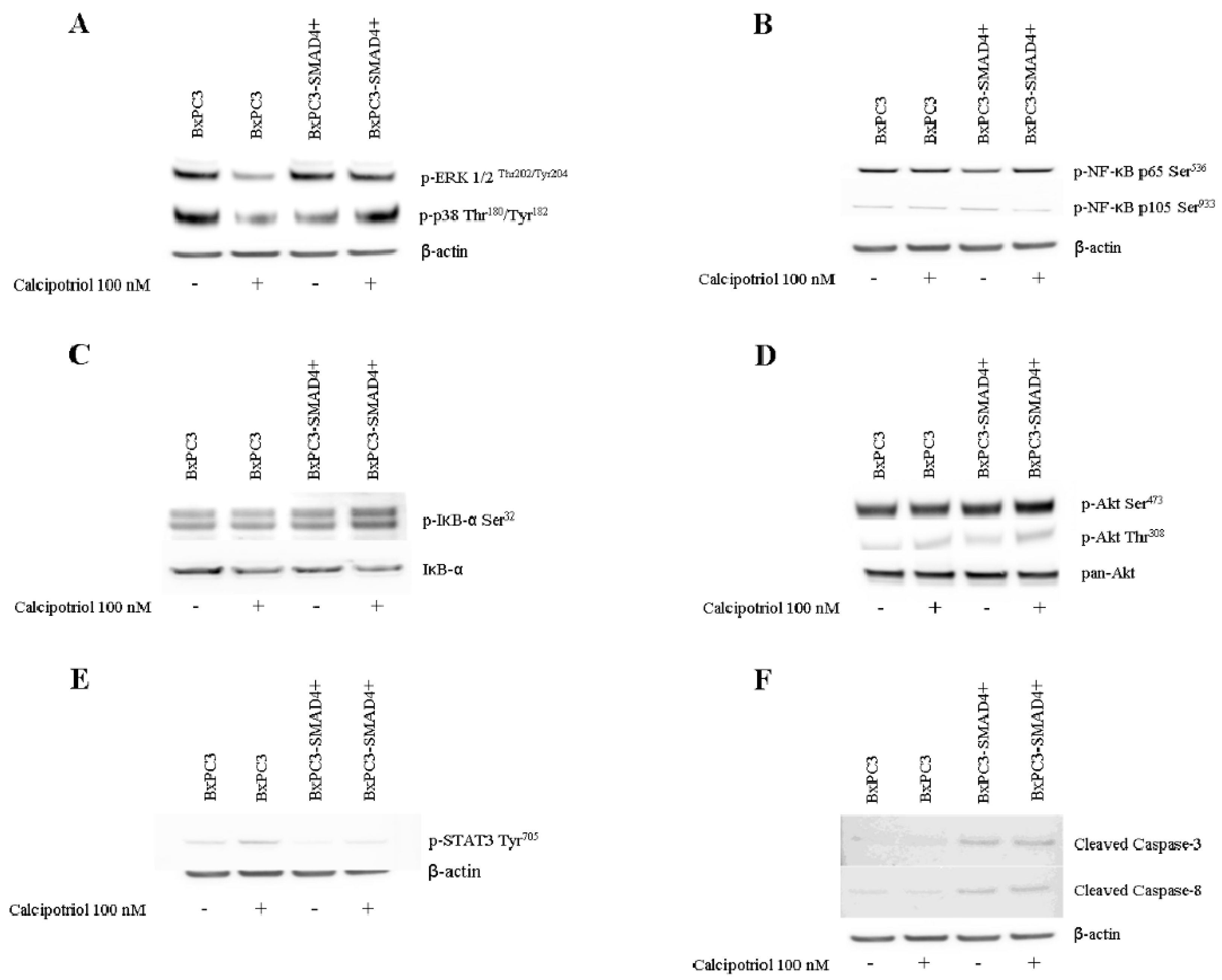 Biomolecules 10 01055 g007 Biomolecules 10 01055 g007