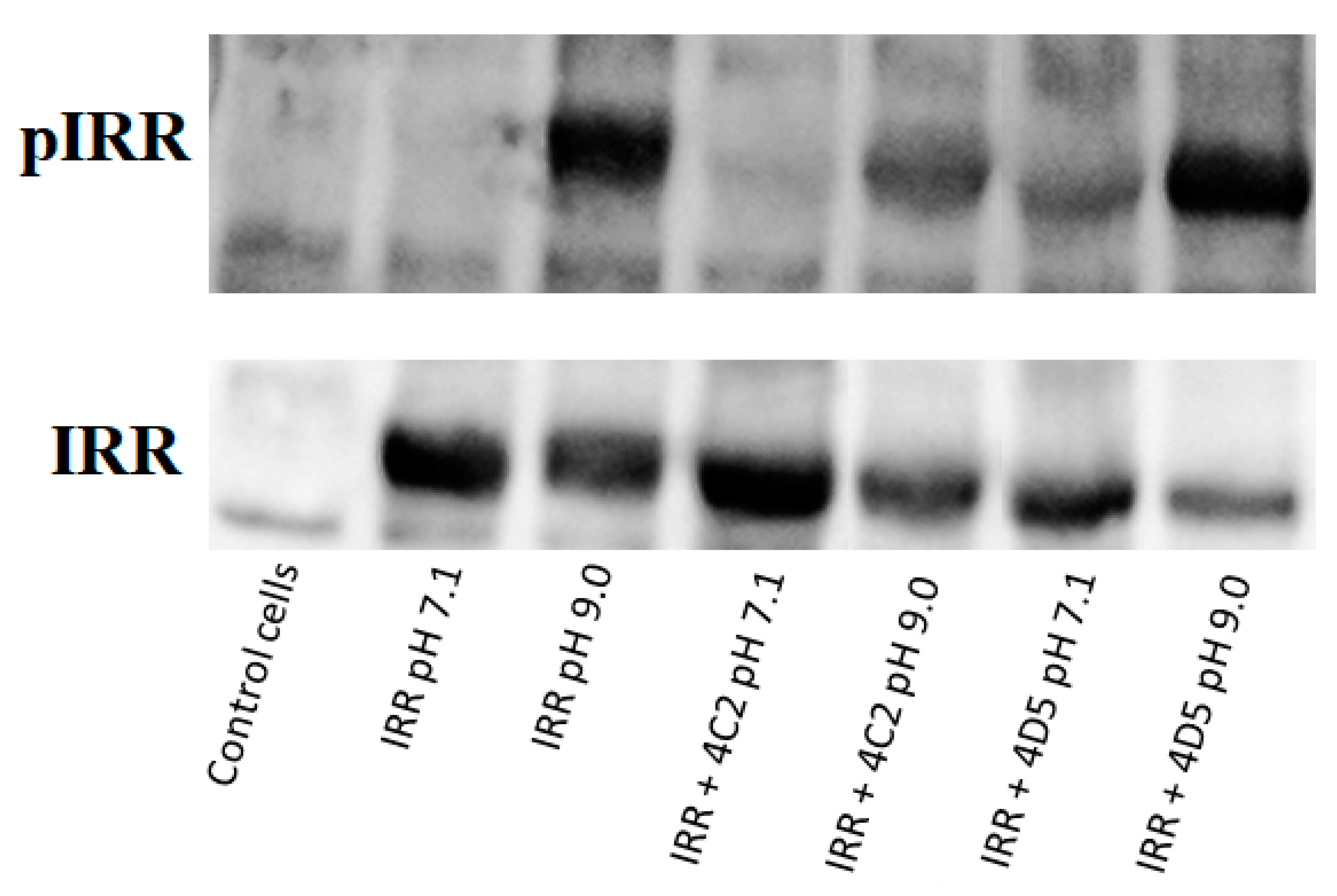 Biomolecules 10 01060 g004 Biomolecules 10 01060 g004