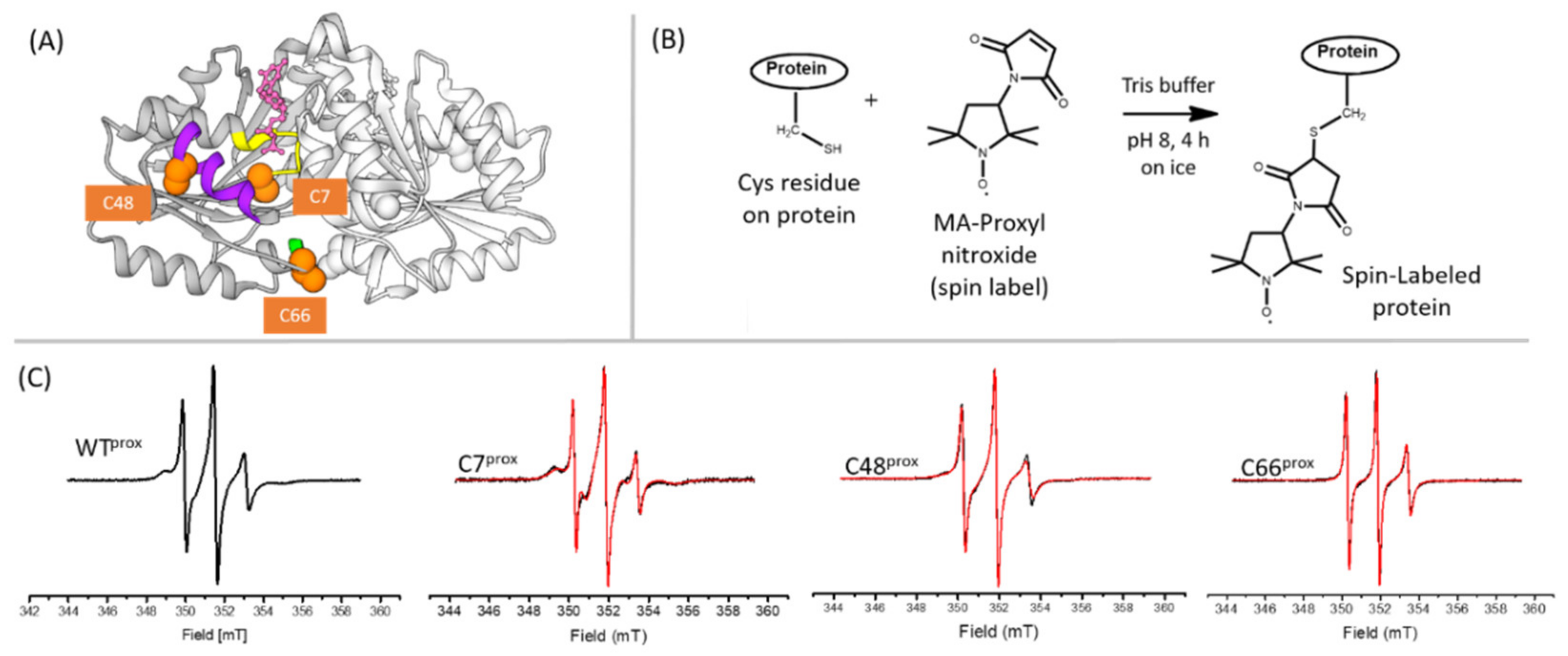 Biomolecules 10 01062 g001 Biomolecules 10 01062 g001