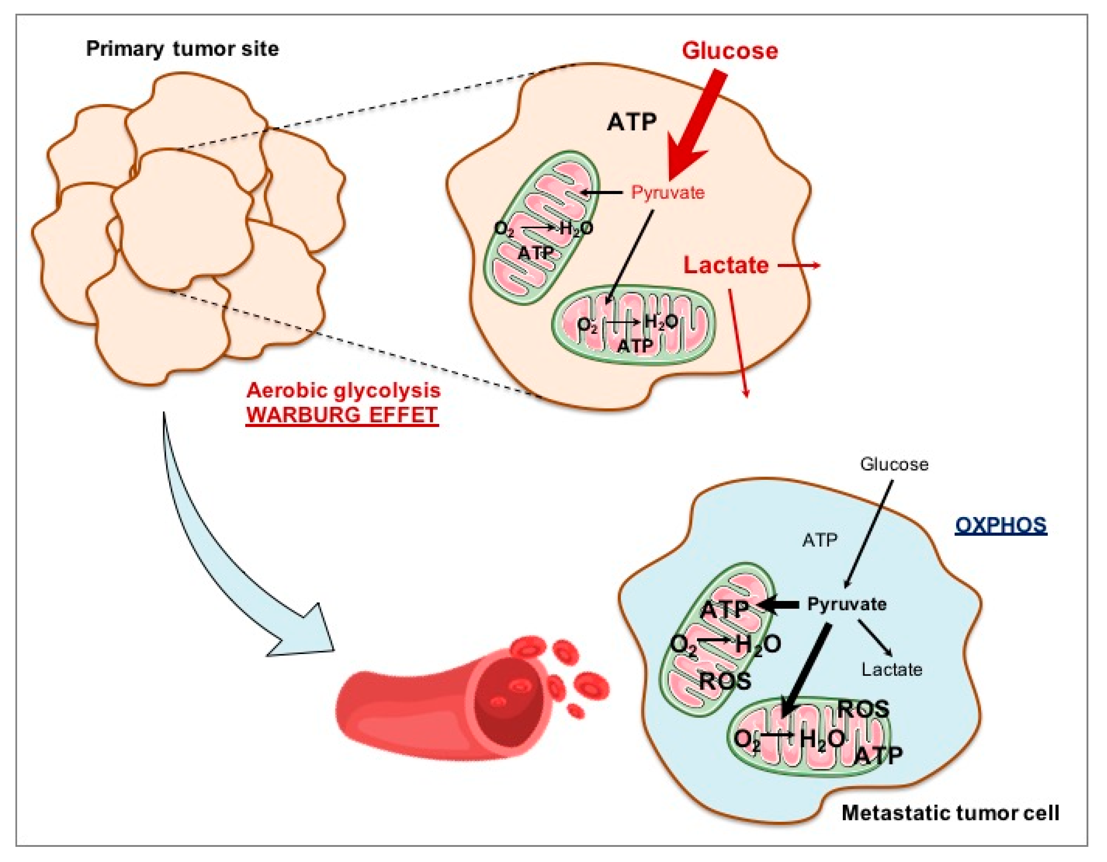 The Cellular Mystery Solved: Pyruvate Oxidation Location - 5la1mp6