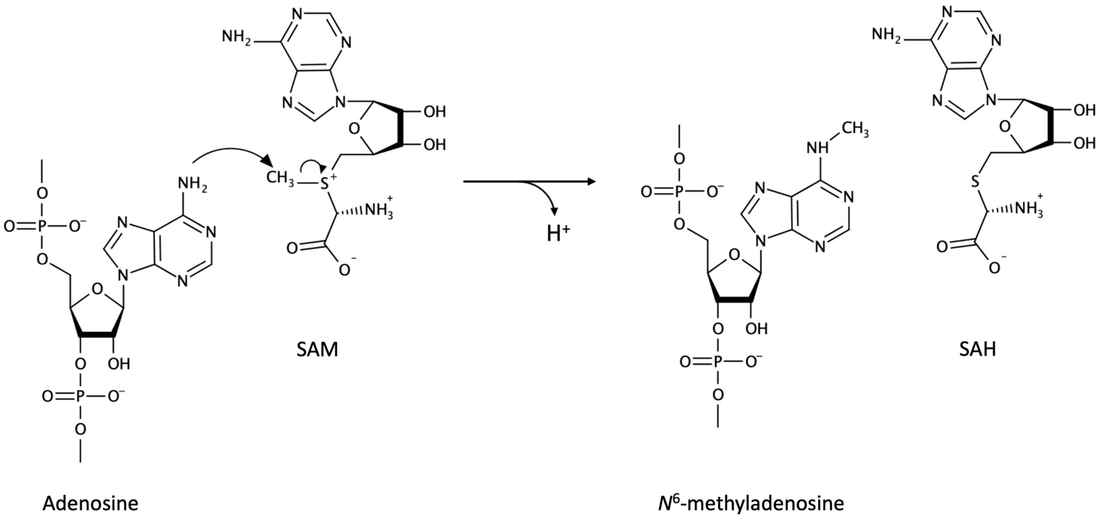 Biomolecules 10 01071 g001 Biomolecules 10 01071 g001