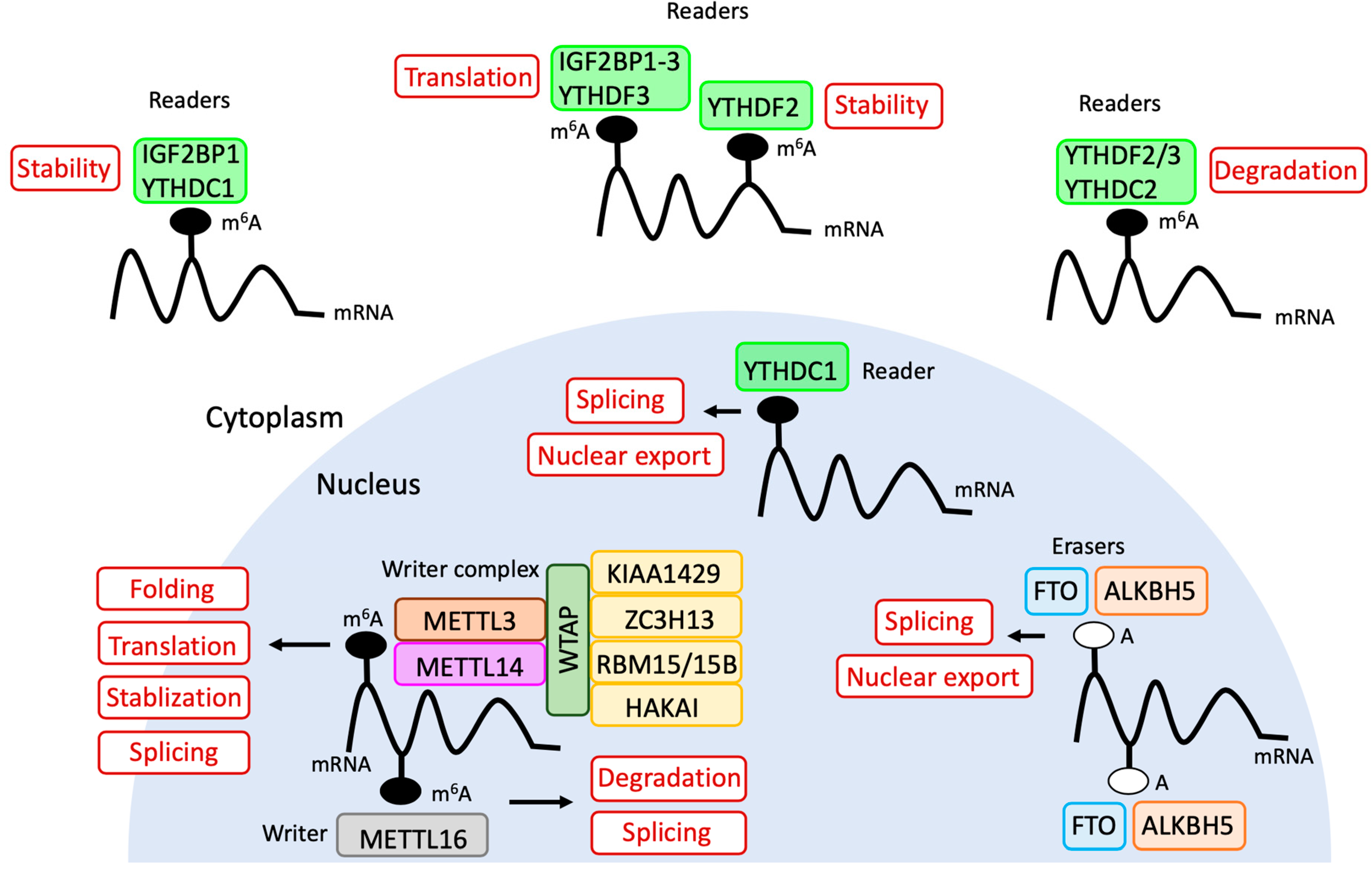 Biomolecules 10 01071 g003 Biomolecules 10 01071 g003