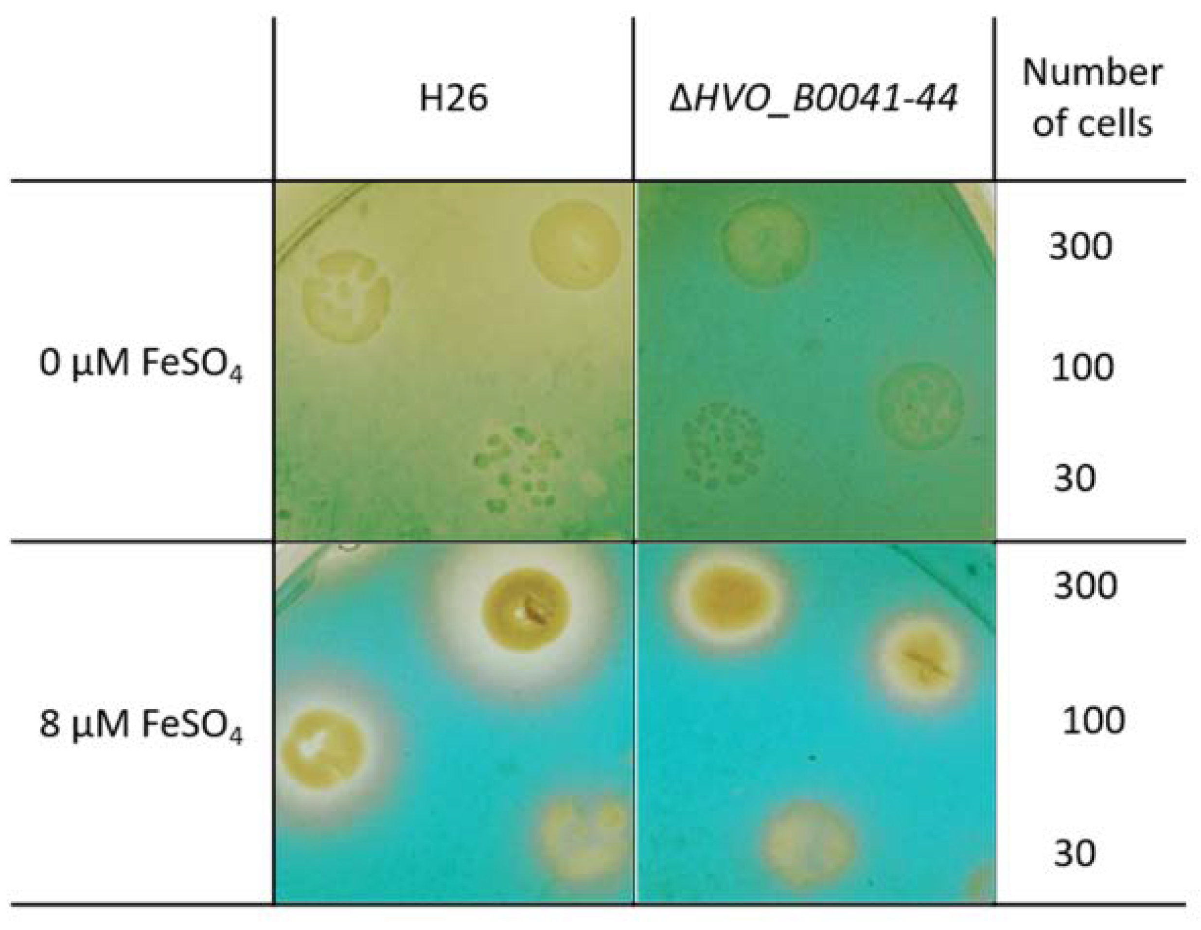 Biomolecules 10 01072 g007 Biomolecules 10 01072 g007