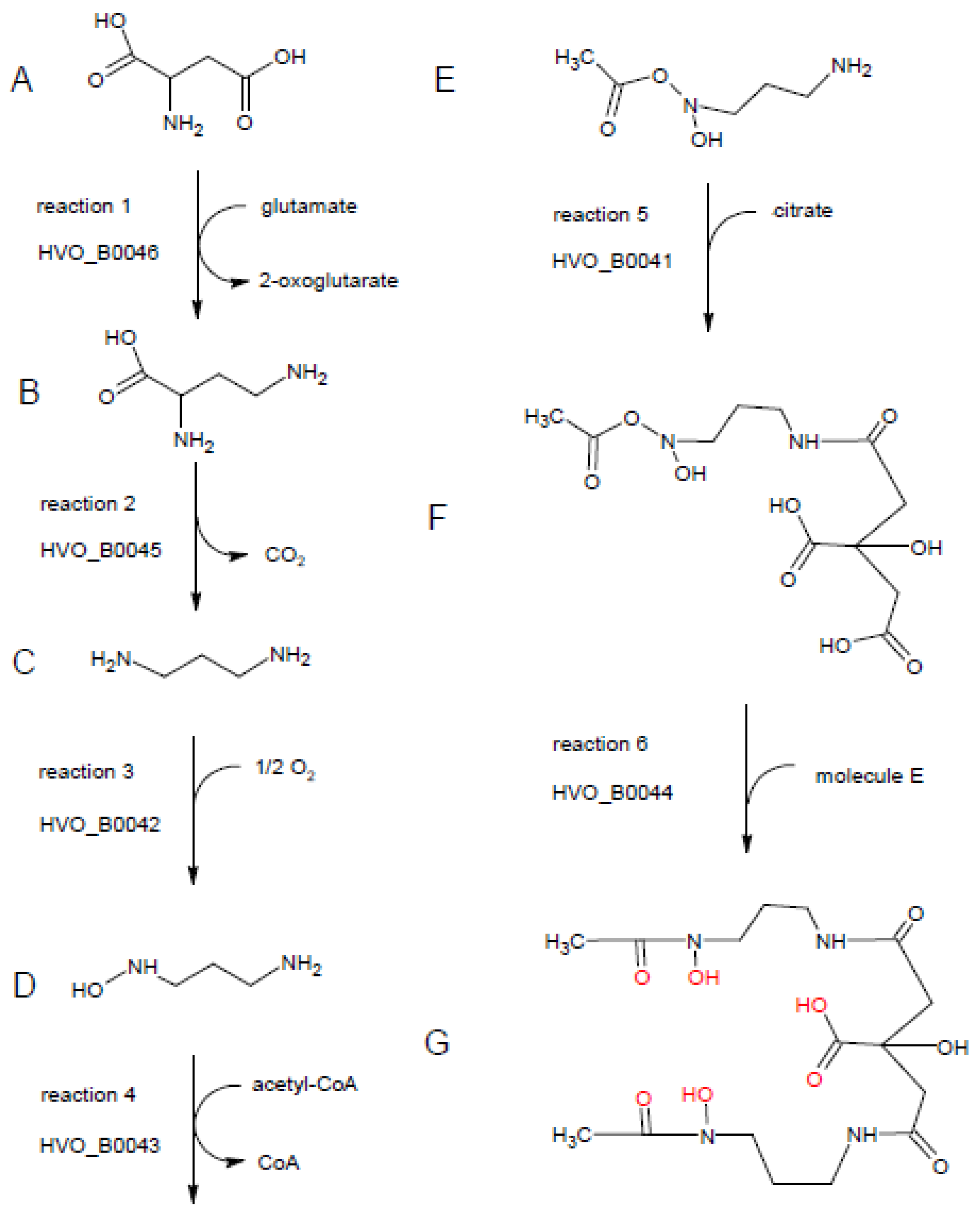 Biomolecules 10 01072 g008 Biomolecules 10 01072 g008