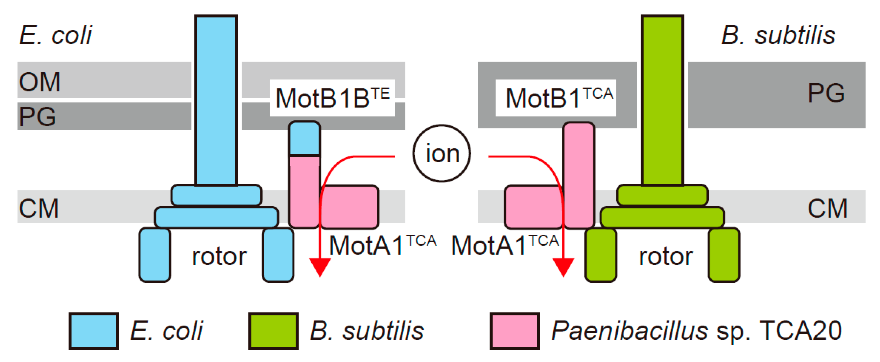 Biomolecules 10 01078 g001 Biomolecules 10 01078 g001