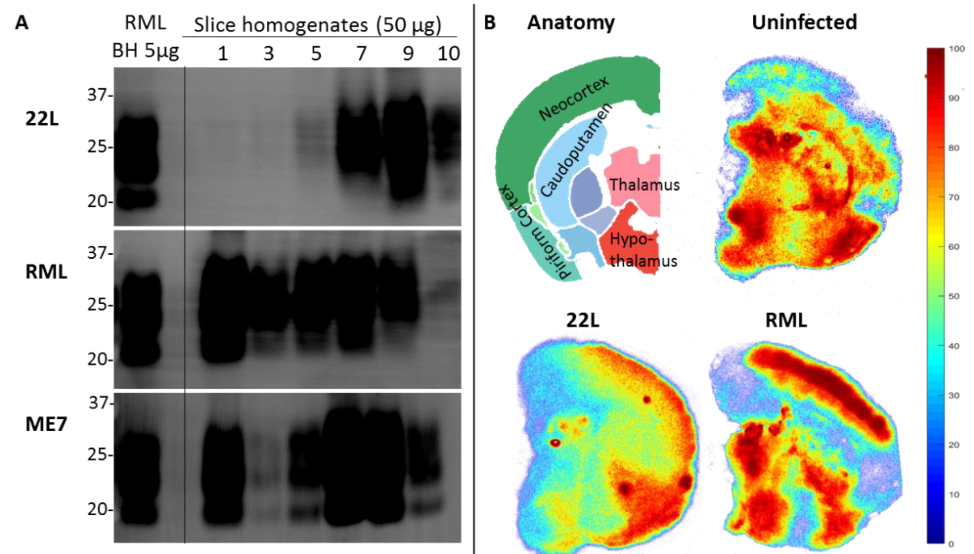Biomolecules 10 01079 g002 Biomolecules 10 01079 g002