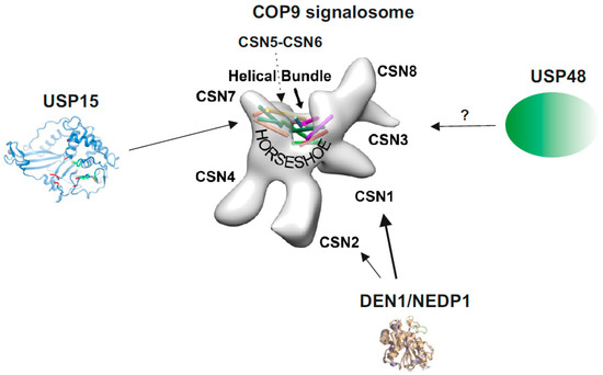 Biomolecules 10 01082 g001 550