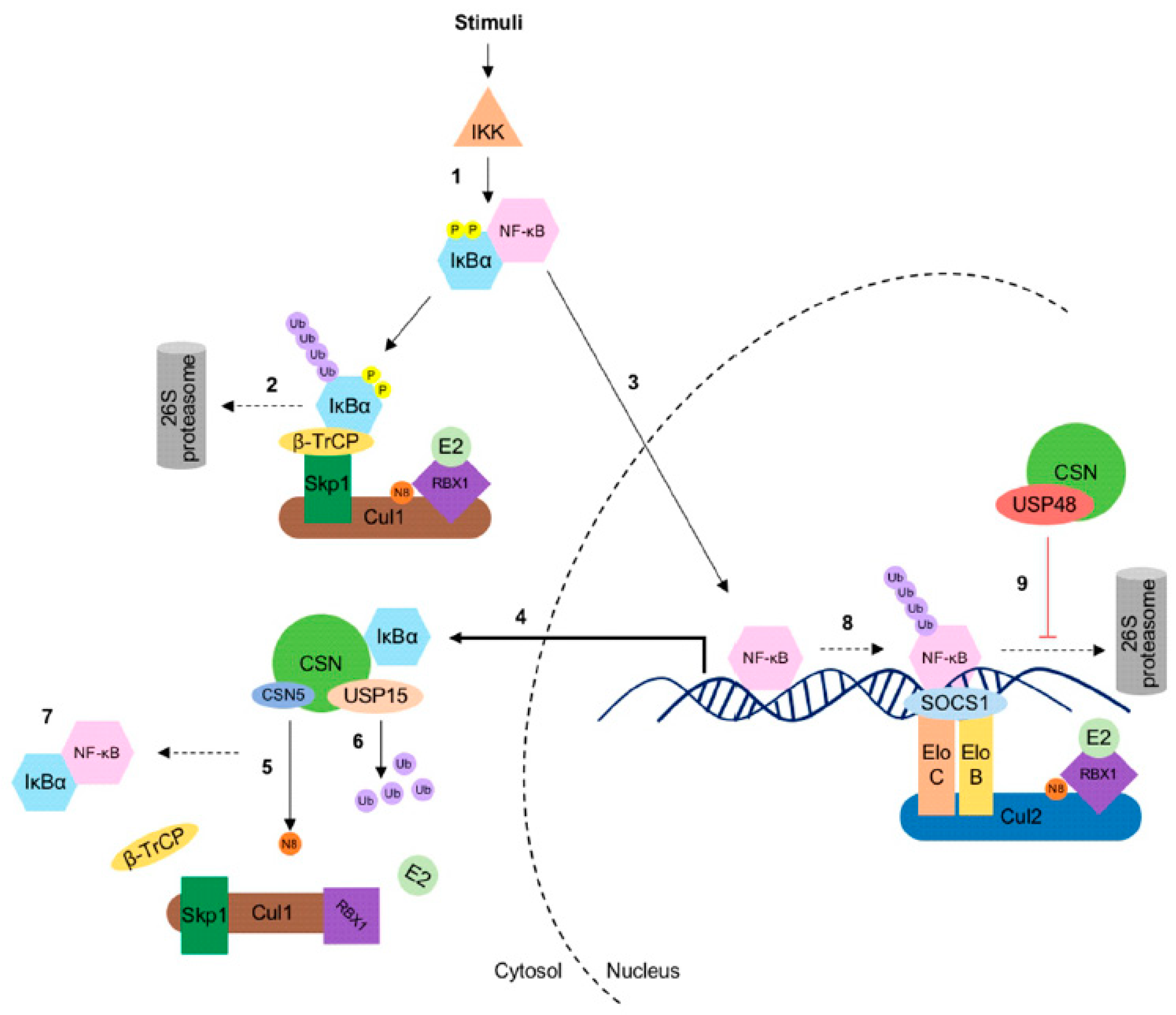 Biomolecules 10 01082 g002