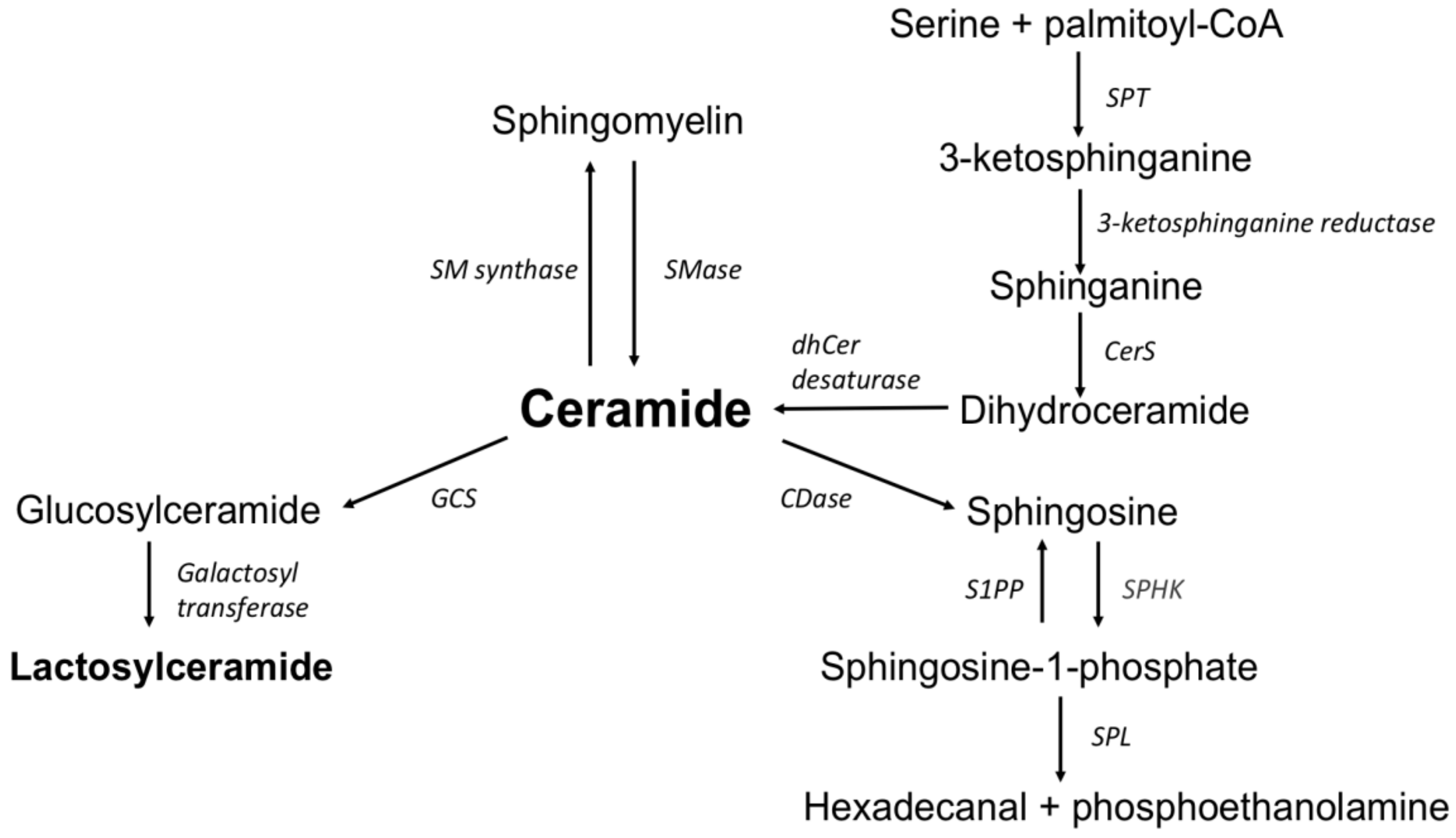 Biomolecules 10 01083 g001 Biomolecules 10 01083 g001