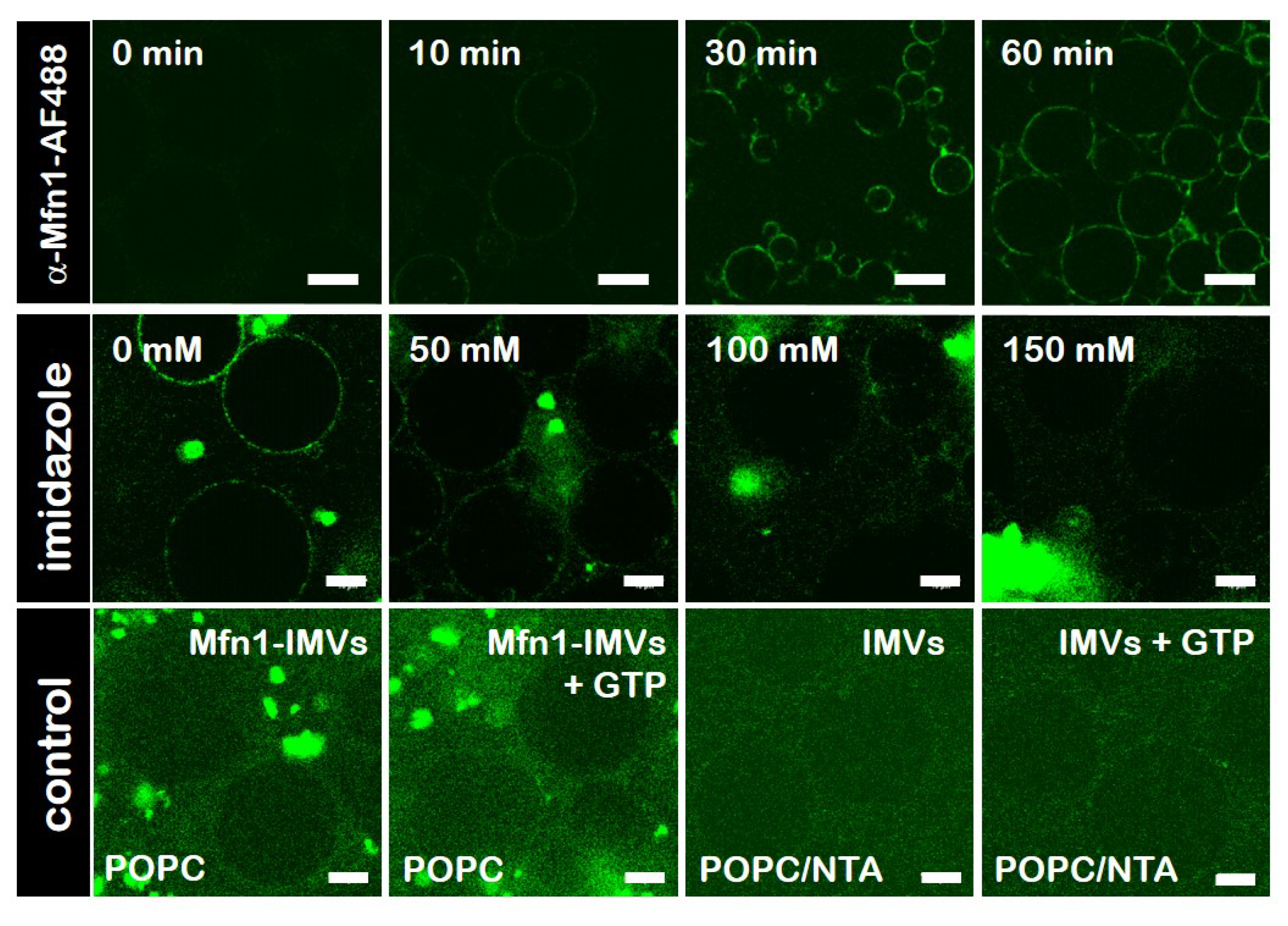 Biomolecules 10 01085 g003