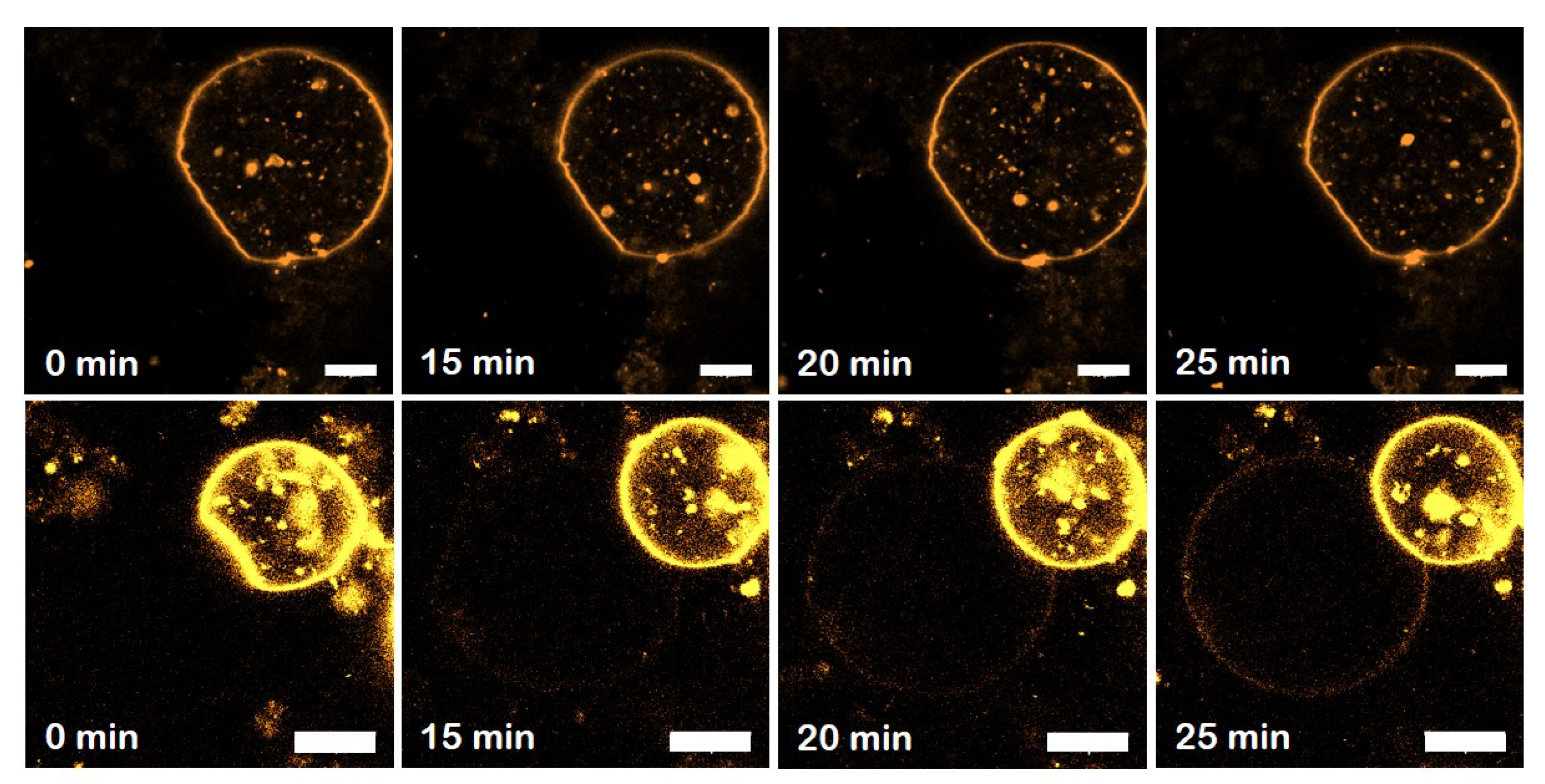 Biomolecules 10 01085 g006