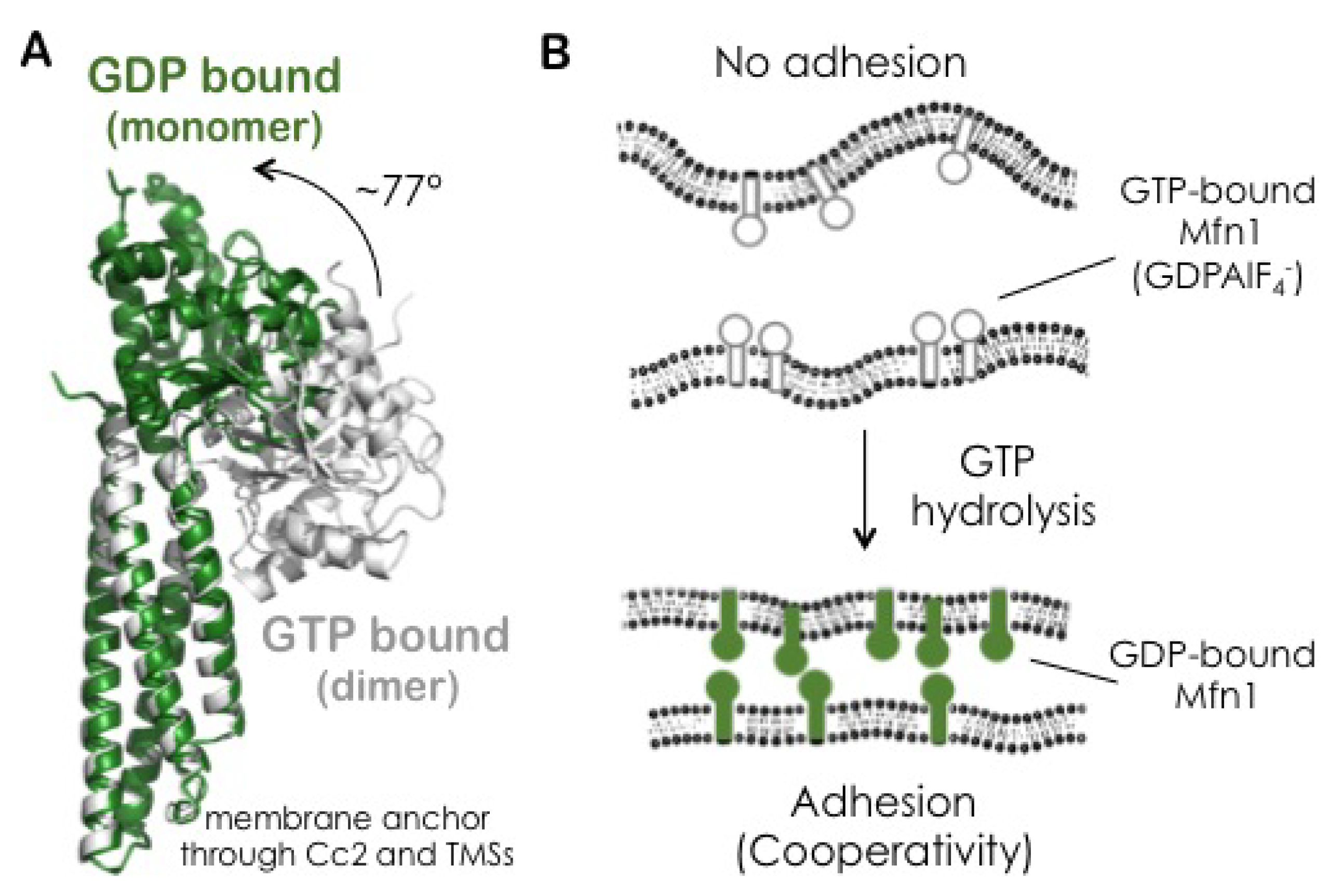 Biomolecules 10 01085 g007