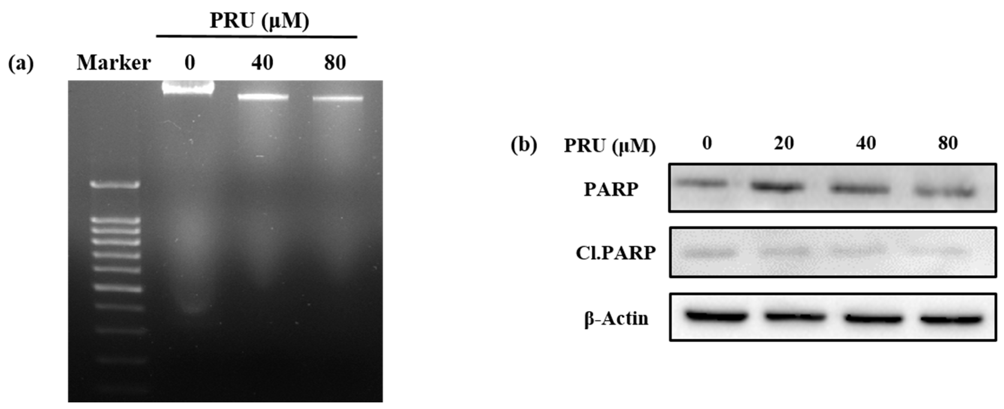 Biomolecules 10 01086 g002