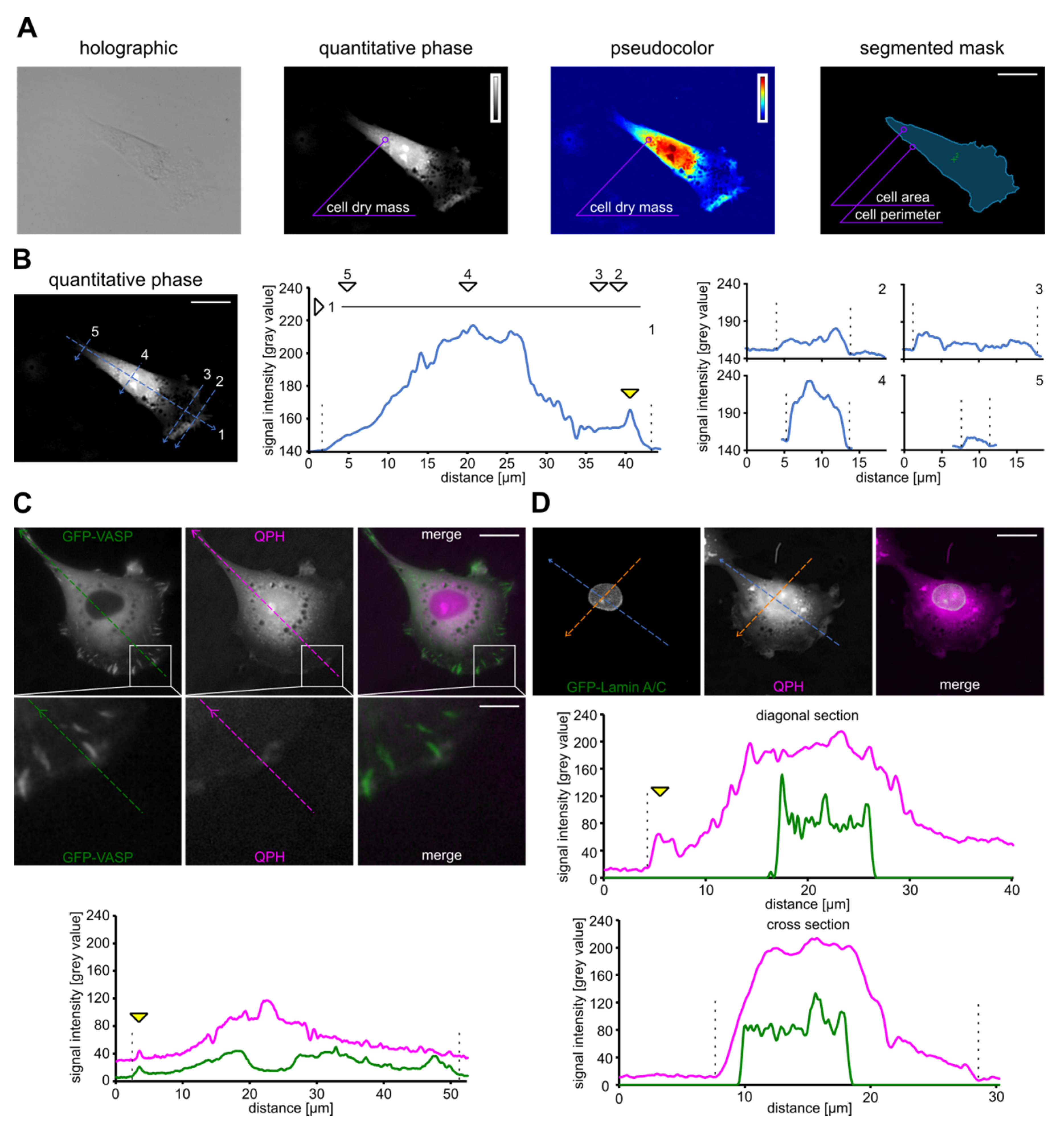 Biomolecules 10 01089 g001 Biomolecules 10 01089 g001