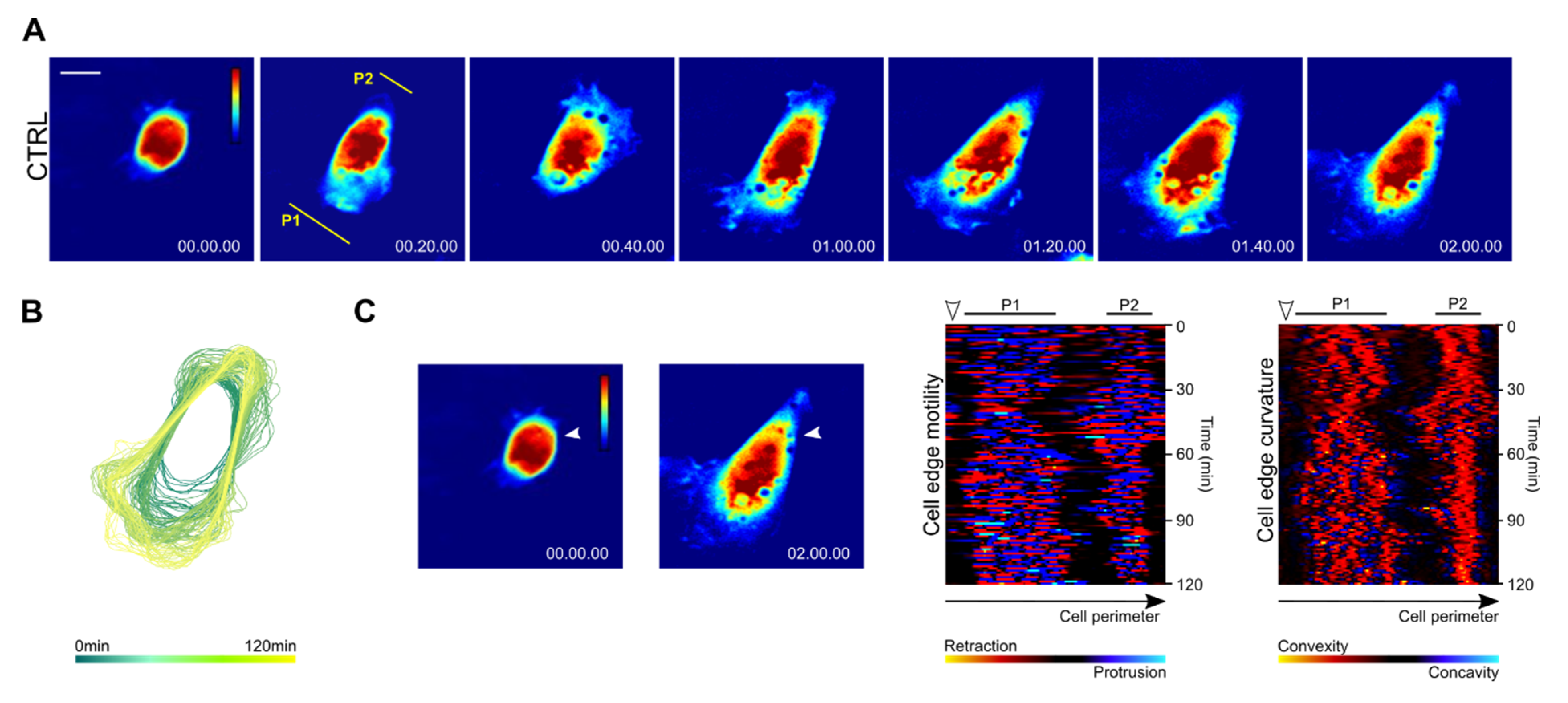 Biomolecules 10 01089 g003 Biomolecules 10 01089 g003