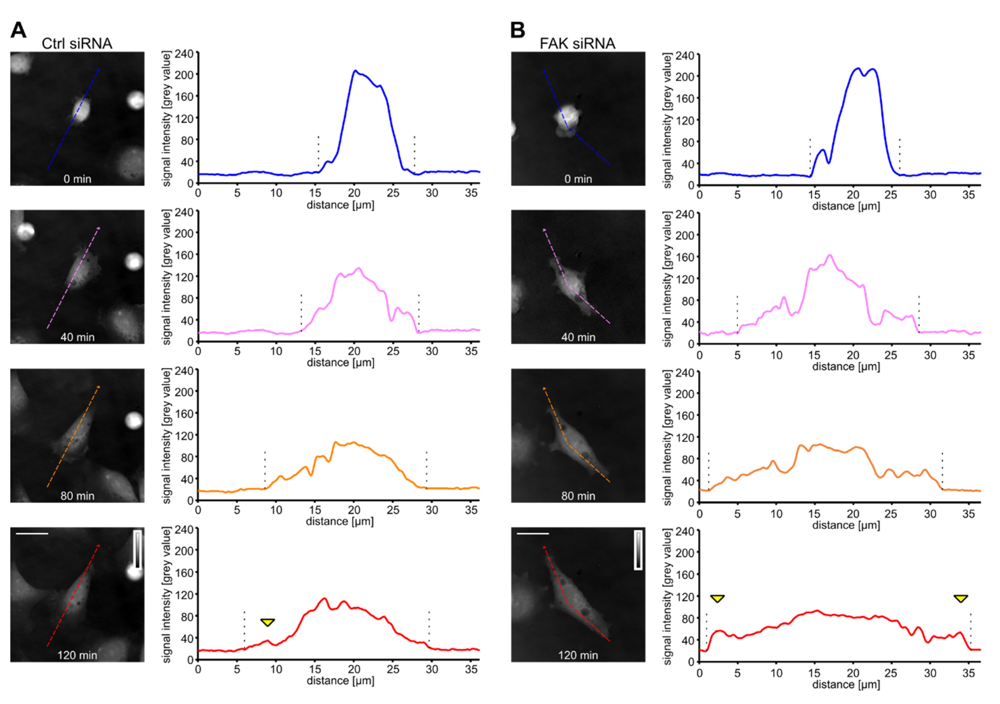 Biomolecules 10 01089 g005 Biomolecules 10 01089 g005