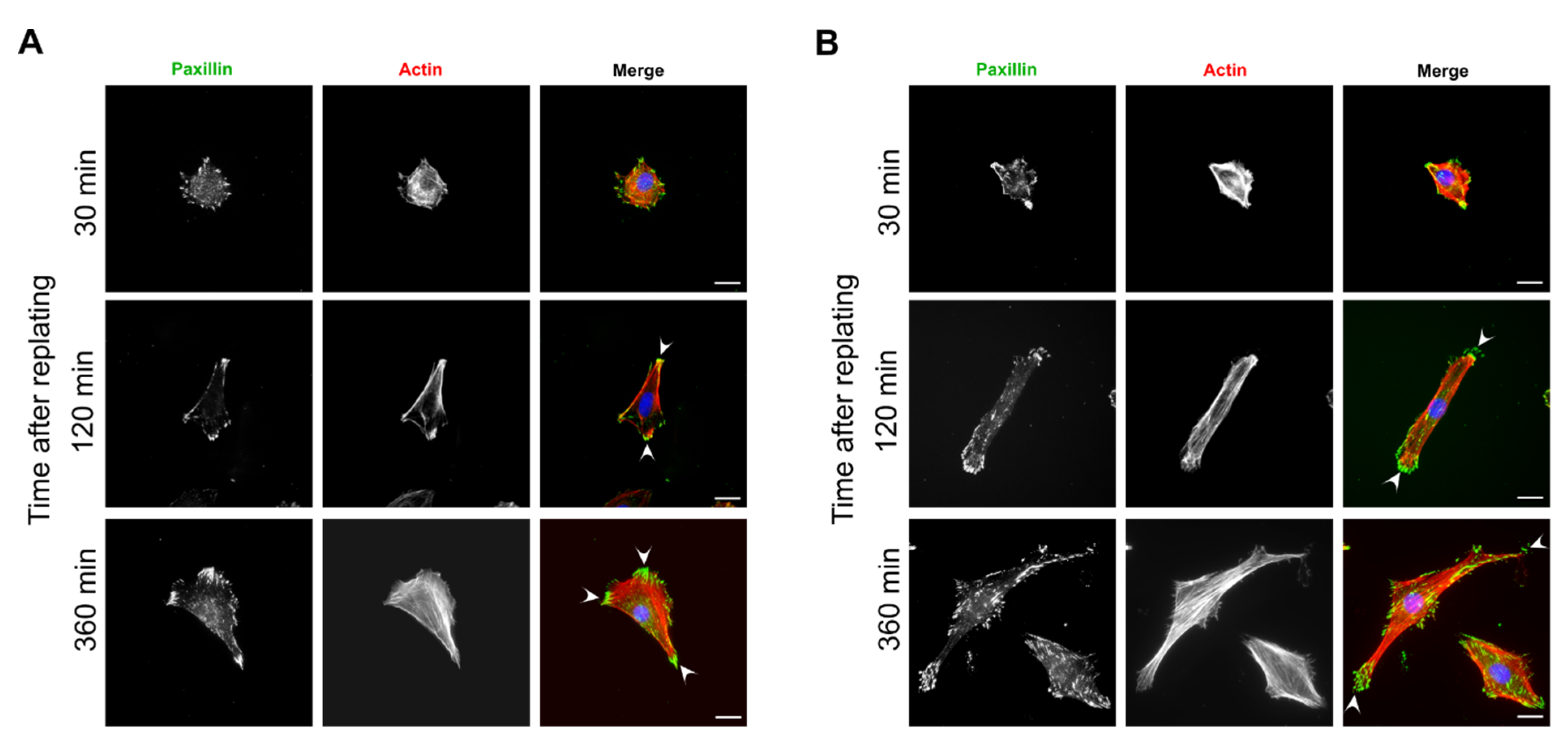 Biomolecules 10 01089 g006 Biomolecules 10 01089 g006
