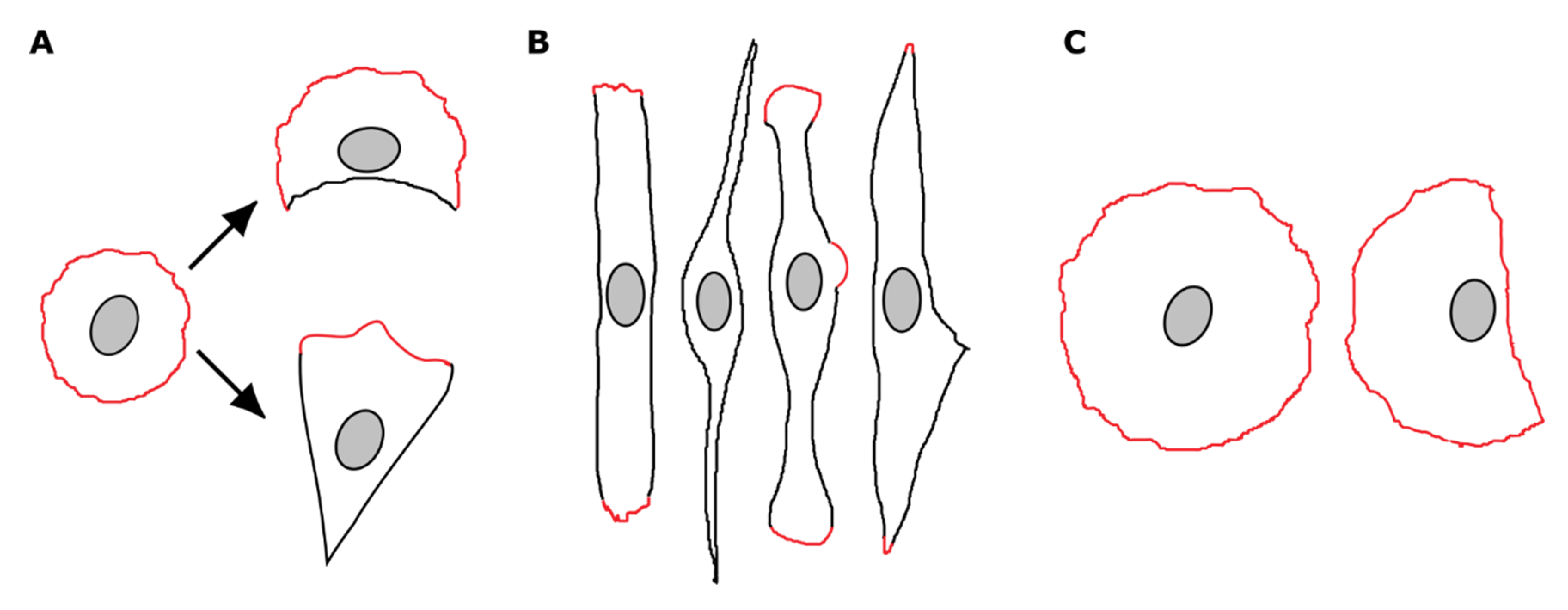 Biomolecules 10 01089 g007 Biomolecules 10 01089 g007